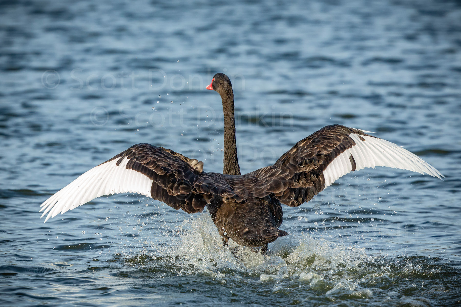 Black swan (Cygnus atratus). Centennial Parklands, Sydney. 23 April 2018.