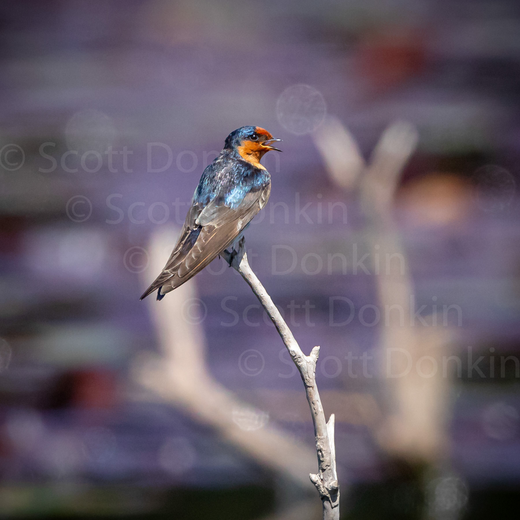 Welcome Swallow (Hirundo neoxena).  Centennial Parklands, Sydney. 27 September 2018.