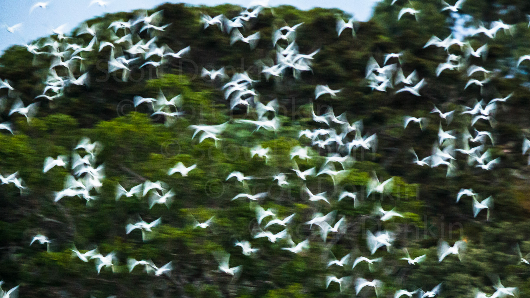 Noisy flock. Centennial Parklands, Sydney.  23 March 2018.