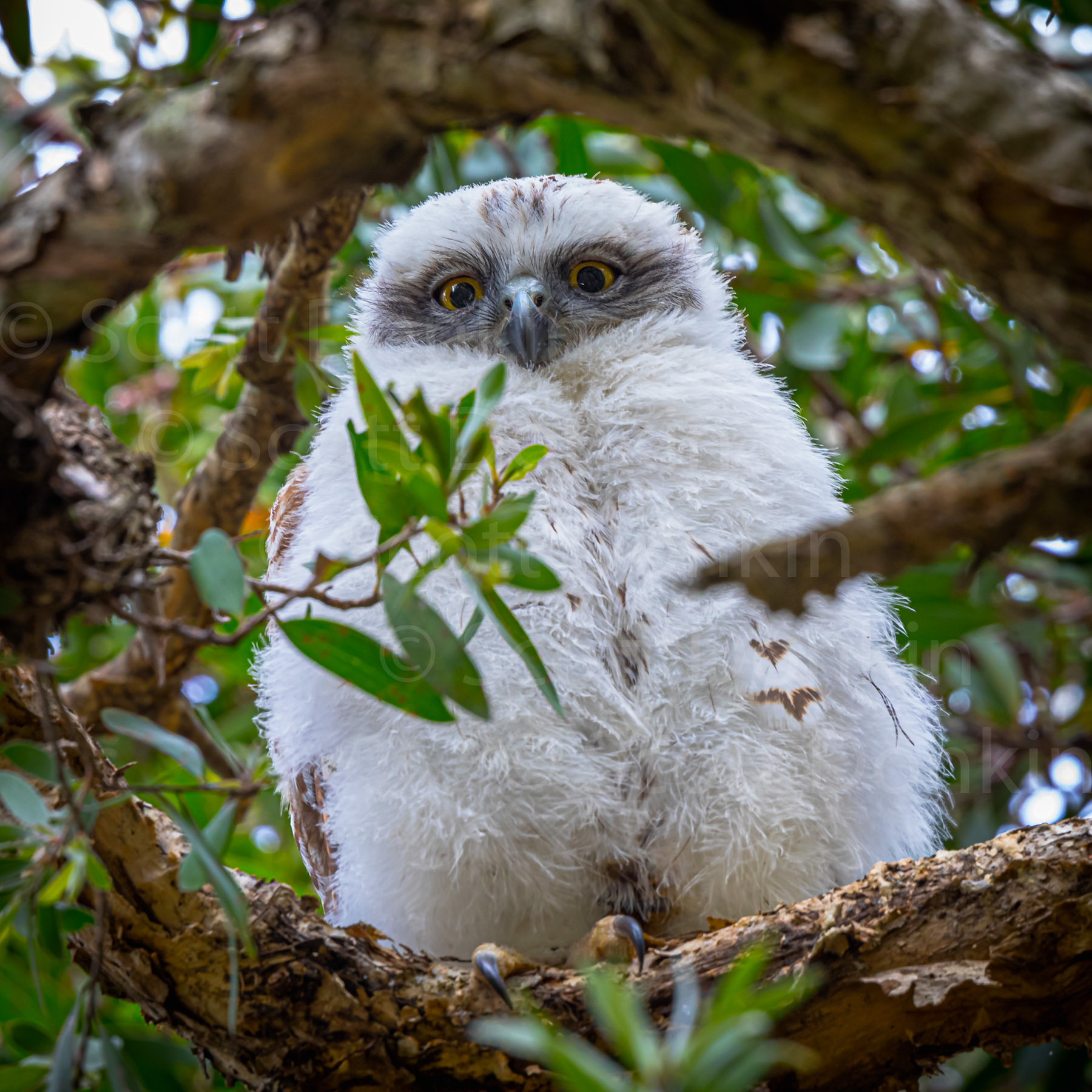 Juvenile Powerful Owl (Ninox strenua).  Centennial Parklands, Sydney.  19 September 2020.