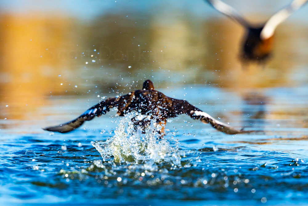 Hardhead (Aythya australis).  Centennial Parklands, Sydney.  6 May 2018.