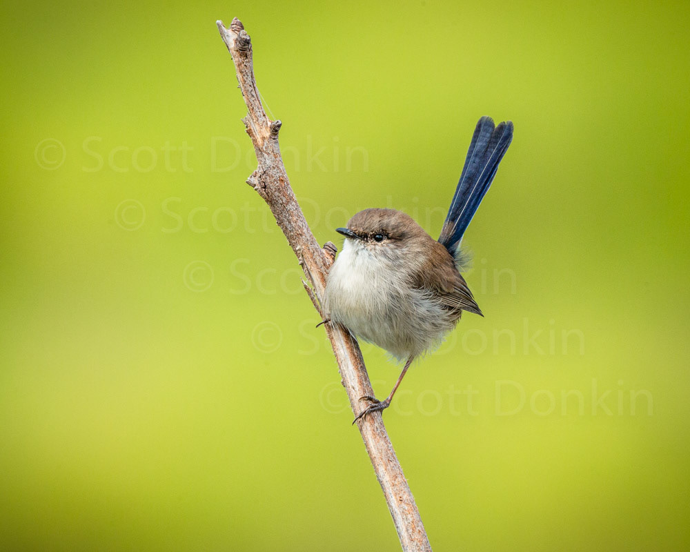Non-breeding male Superb Fairy-wren (Malurus cyaneus). Sydney Olympic Park, Homebush. 15 April 2018.