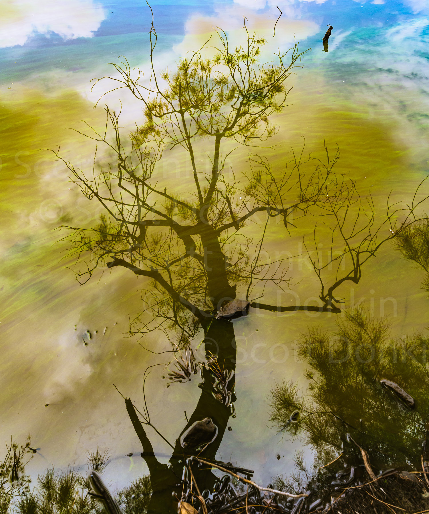 CATTAI, NSW, AUSTRALIA - 26 January 2018: A dying tree is seen reflected in the blue-green algae (Cyanobacteria) polluted waters of Longneck Lagoon.  Part of the Scheyville National Park north west of Sydney, these wetlands are known to be inhabited regularly by over 40 species of bird.