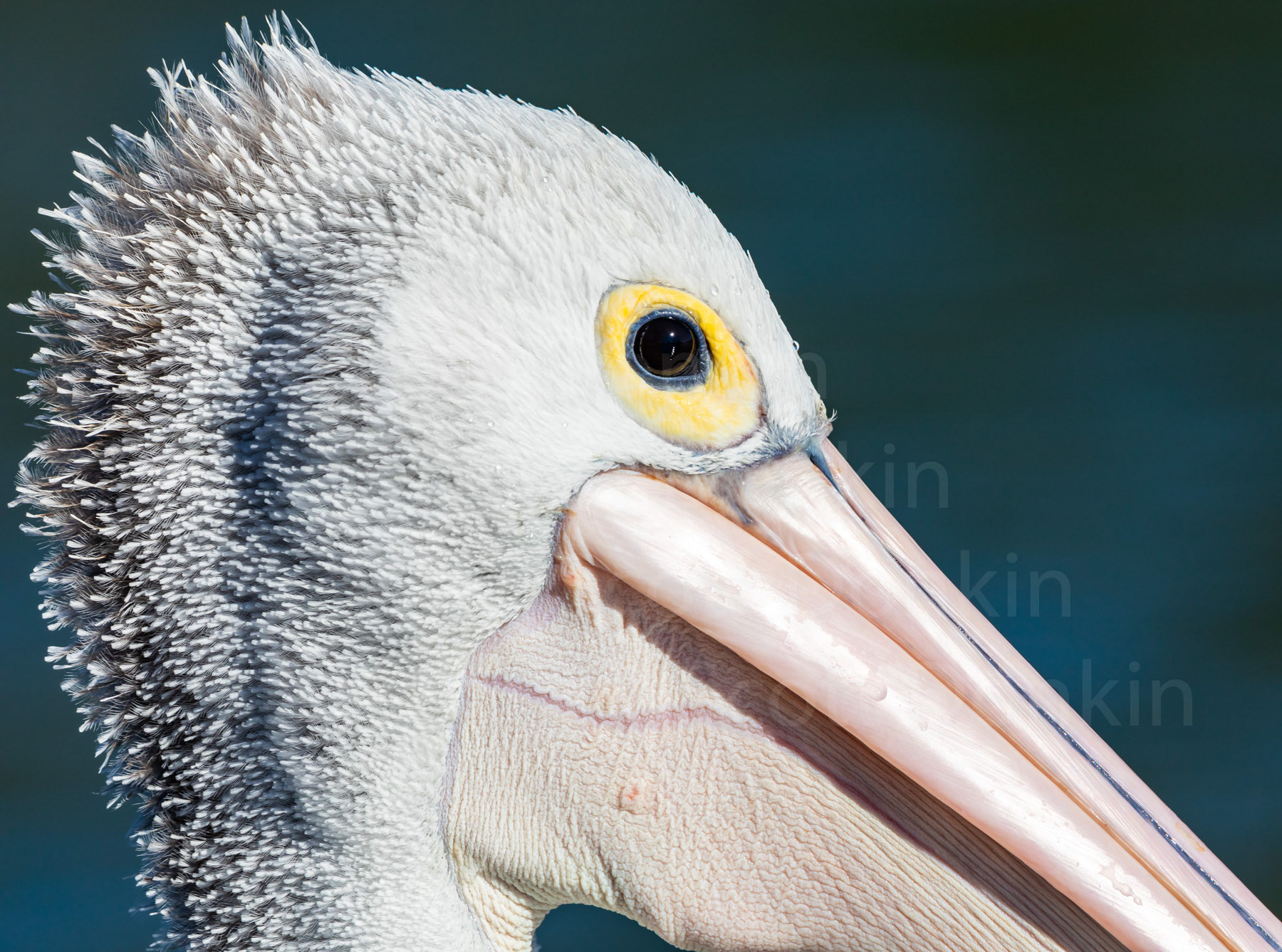 Australian Pelican (Pelecanus conspicillatus).  The Entrance, NSW. 19 May 2019.