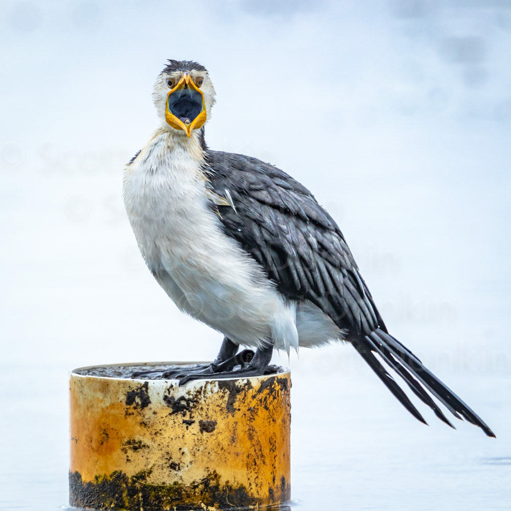 Little pied cormorant (Microcarbo melanoleucos) complaining about the rain. Tuggerah Lake, NSW. 29 April 2018.