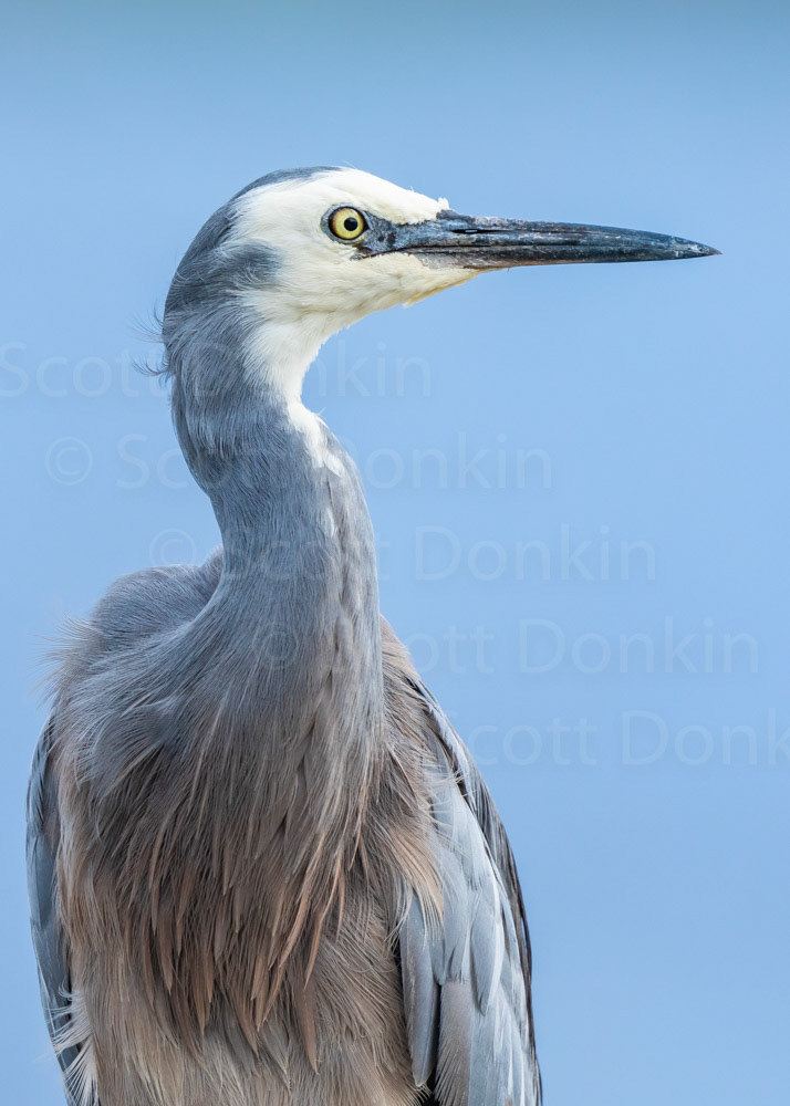 White-faced Heron (Egretta novaehollandiae). Riverside Park on the Hunter River, Raymond Terrace, NSW. 28 April 2018.