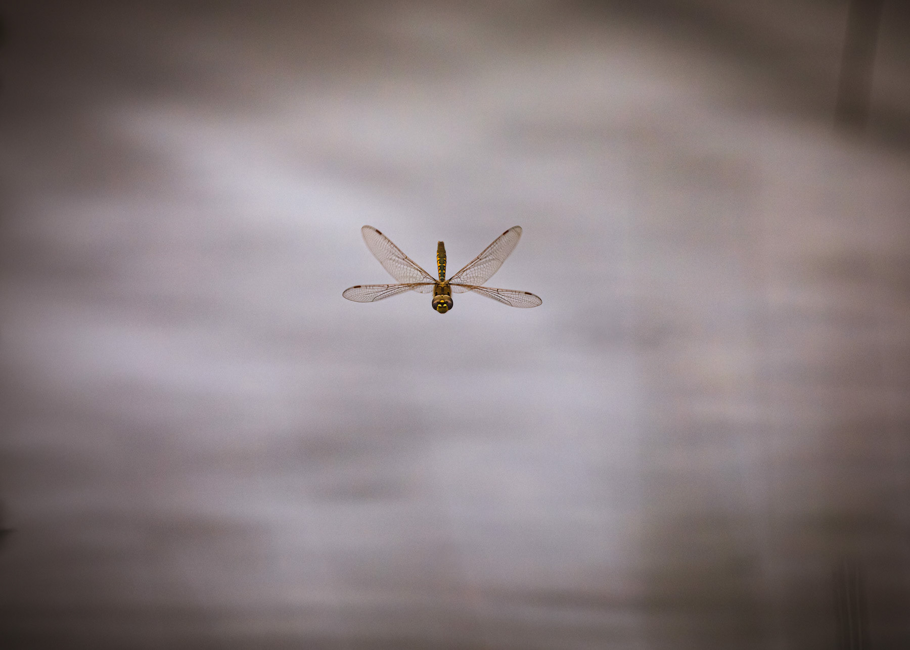 Australian Emporer Dragonfly (Anax papuensis). Centennial Parklands, Sydney. 19 September 2020.