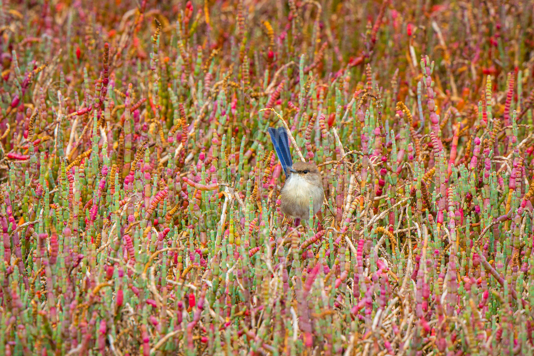 Male Superb Fairy-wren (Malurus cyaneus). Sydney Olympic Park, Homebush. 15 April 2018.