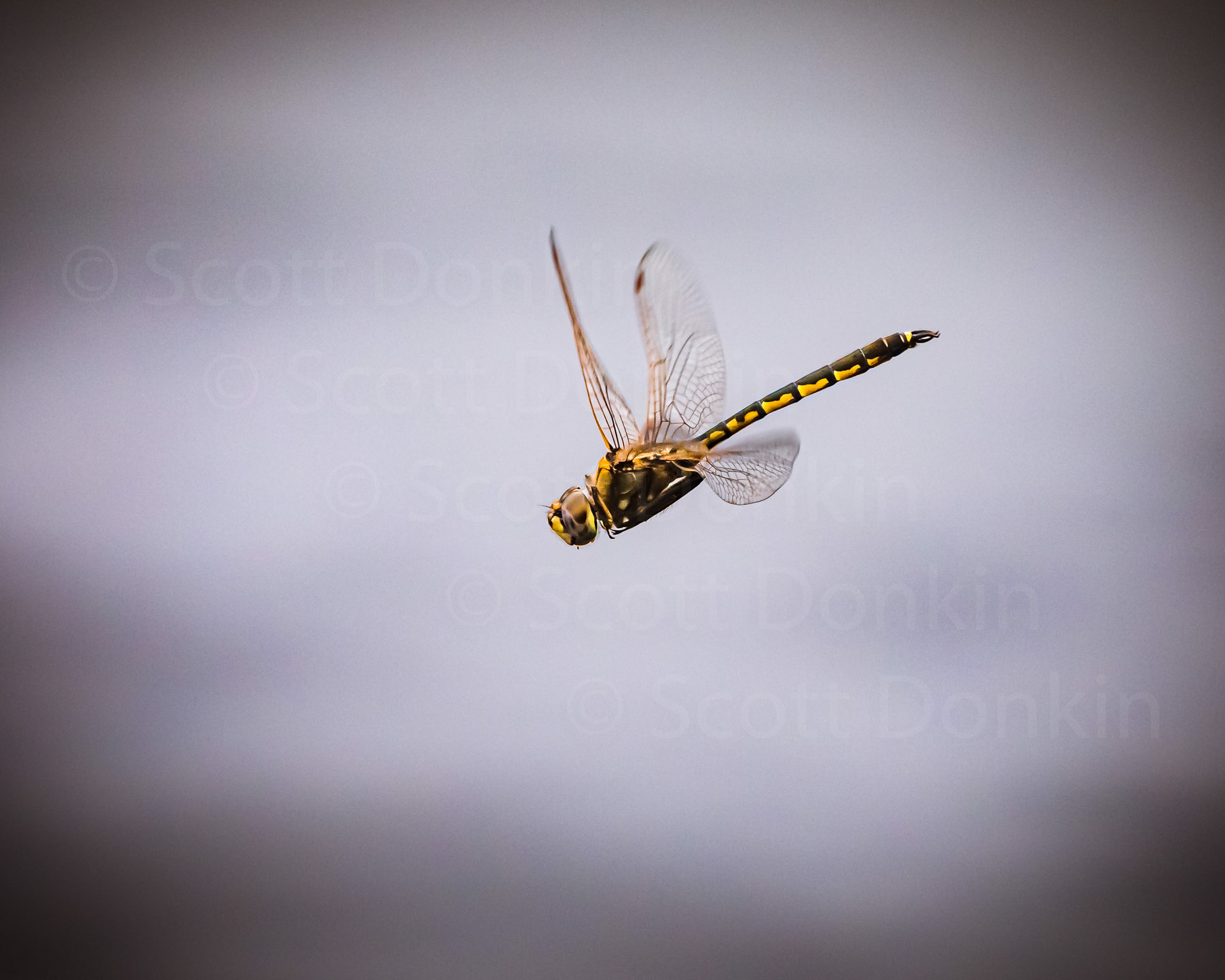 Australian Emporer Dragonfly (Anax papuensis). Centennial Parklands, Sydney. 19 September 2020.