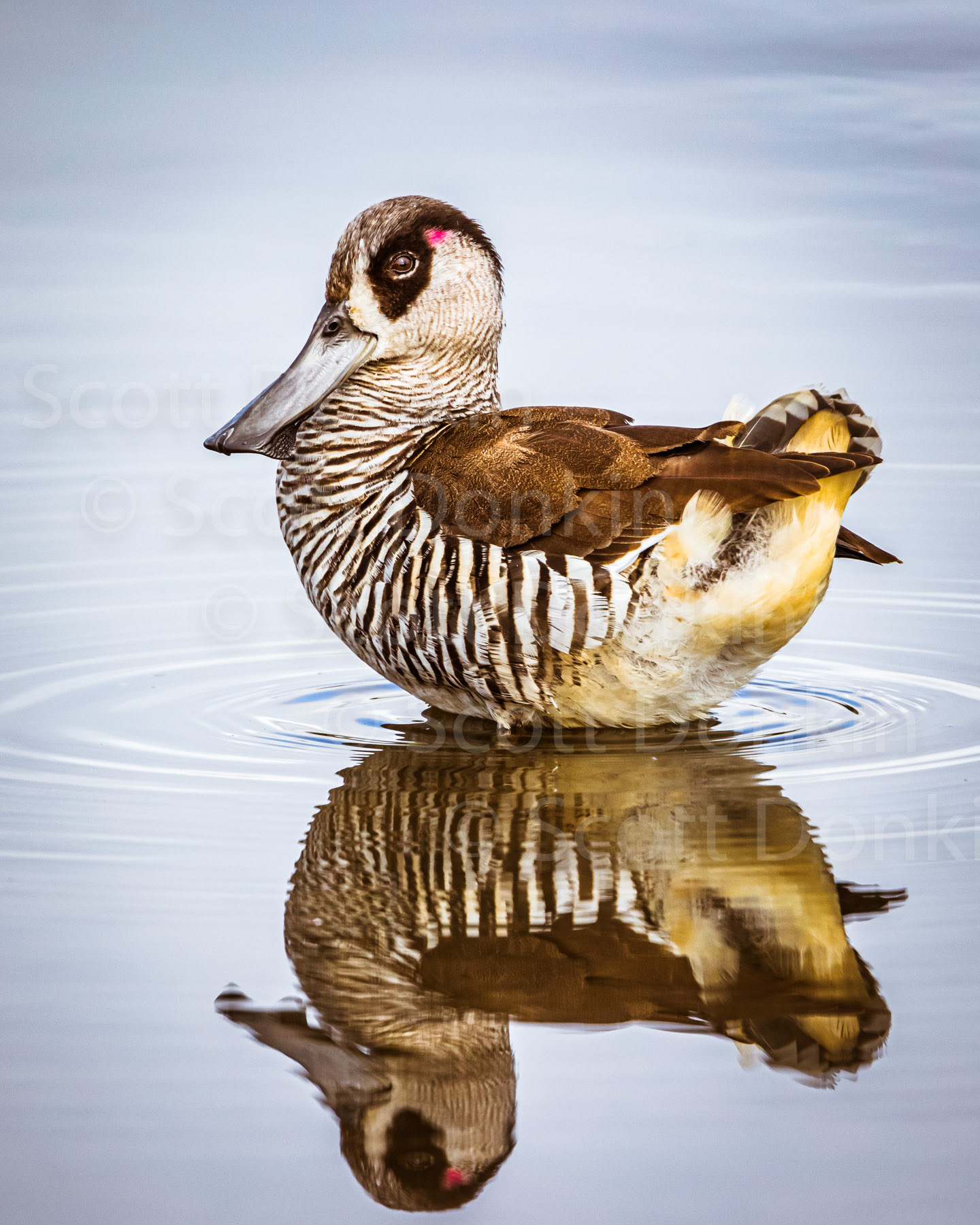 Pink-eared duck (Malacorhynchus membranaceus).  Centennial Parklands, Sydney. 25 September 2018.