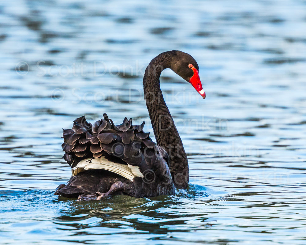Black swan (Cygnus atratus), Centennial Park, Sydney. 23 March 2018.