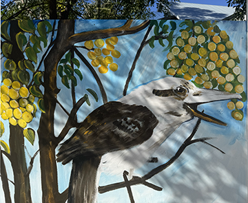 Kookaburra