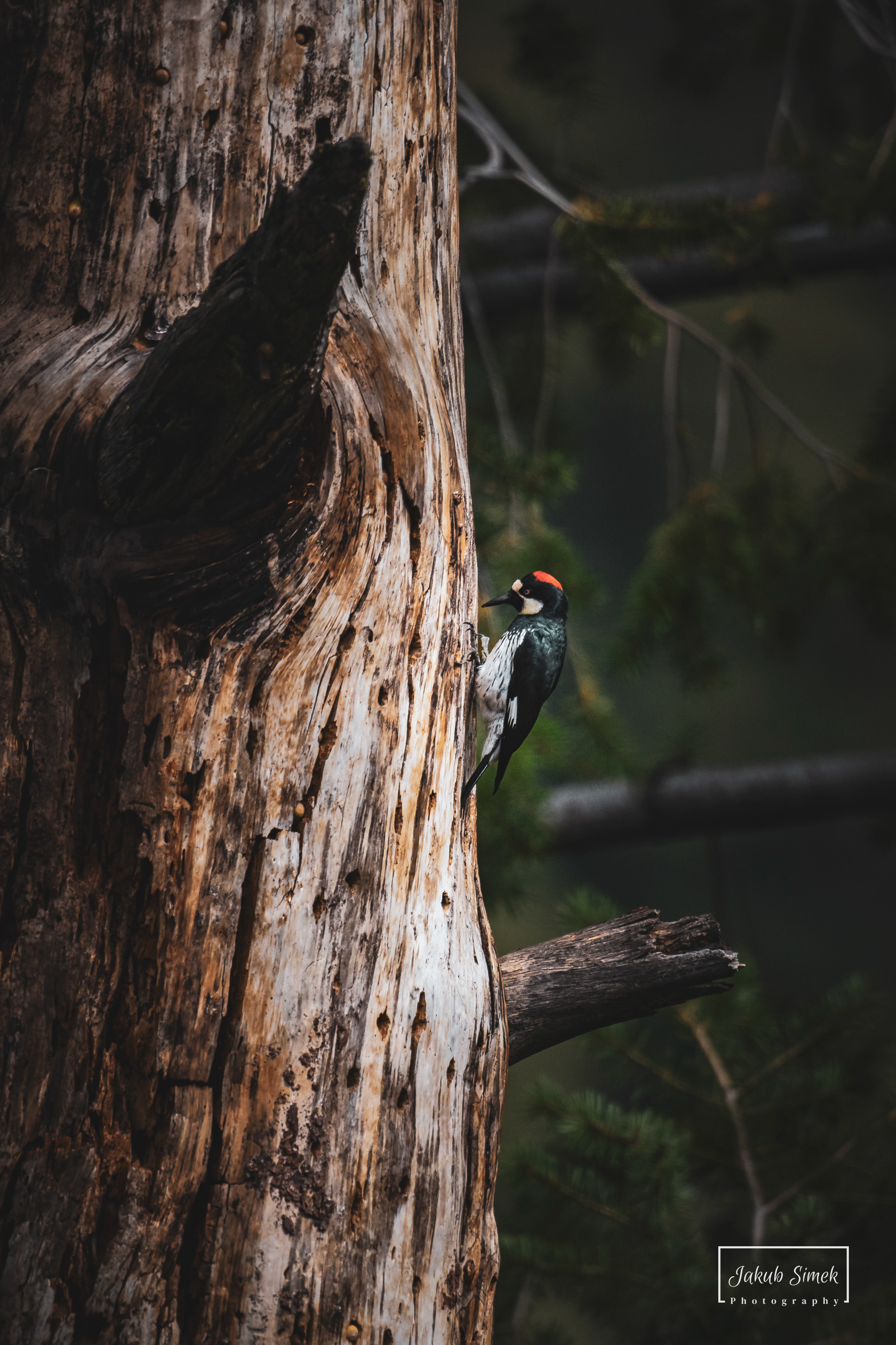 Yosemite National Park