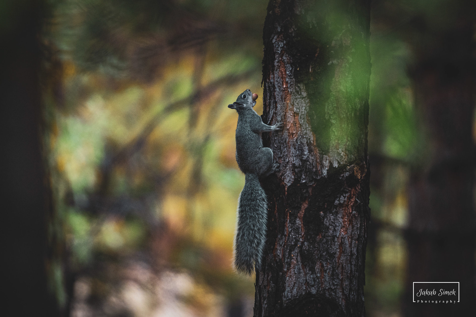 Yosemite National Park