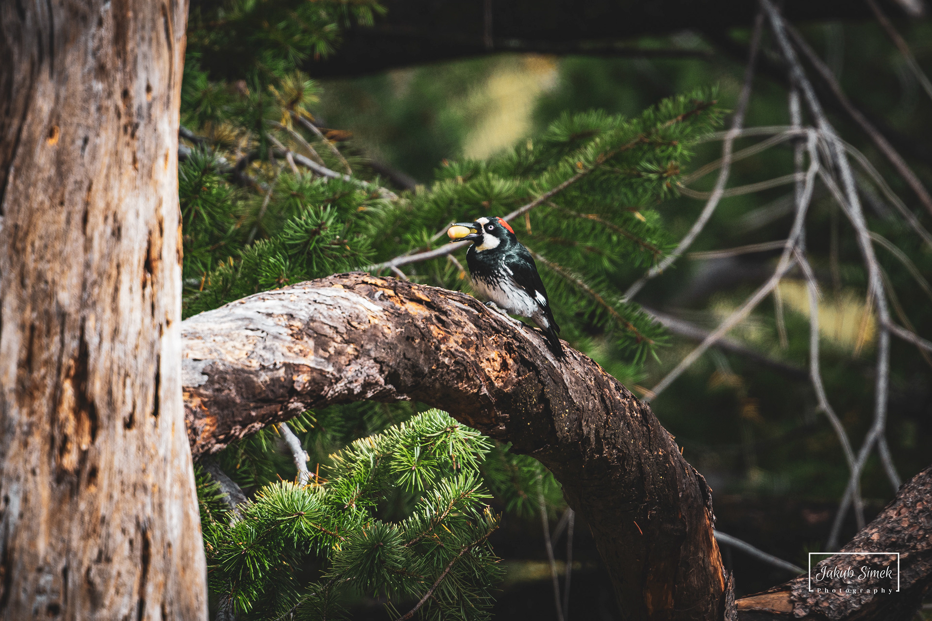 Yosemite National Park