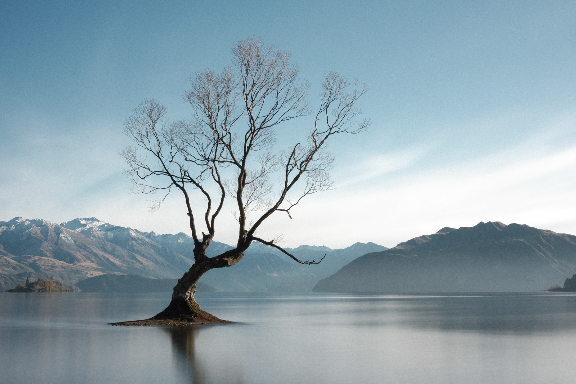 wanaka tree