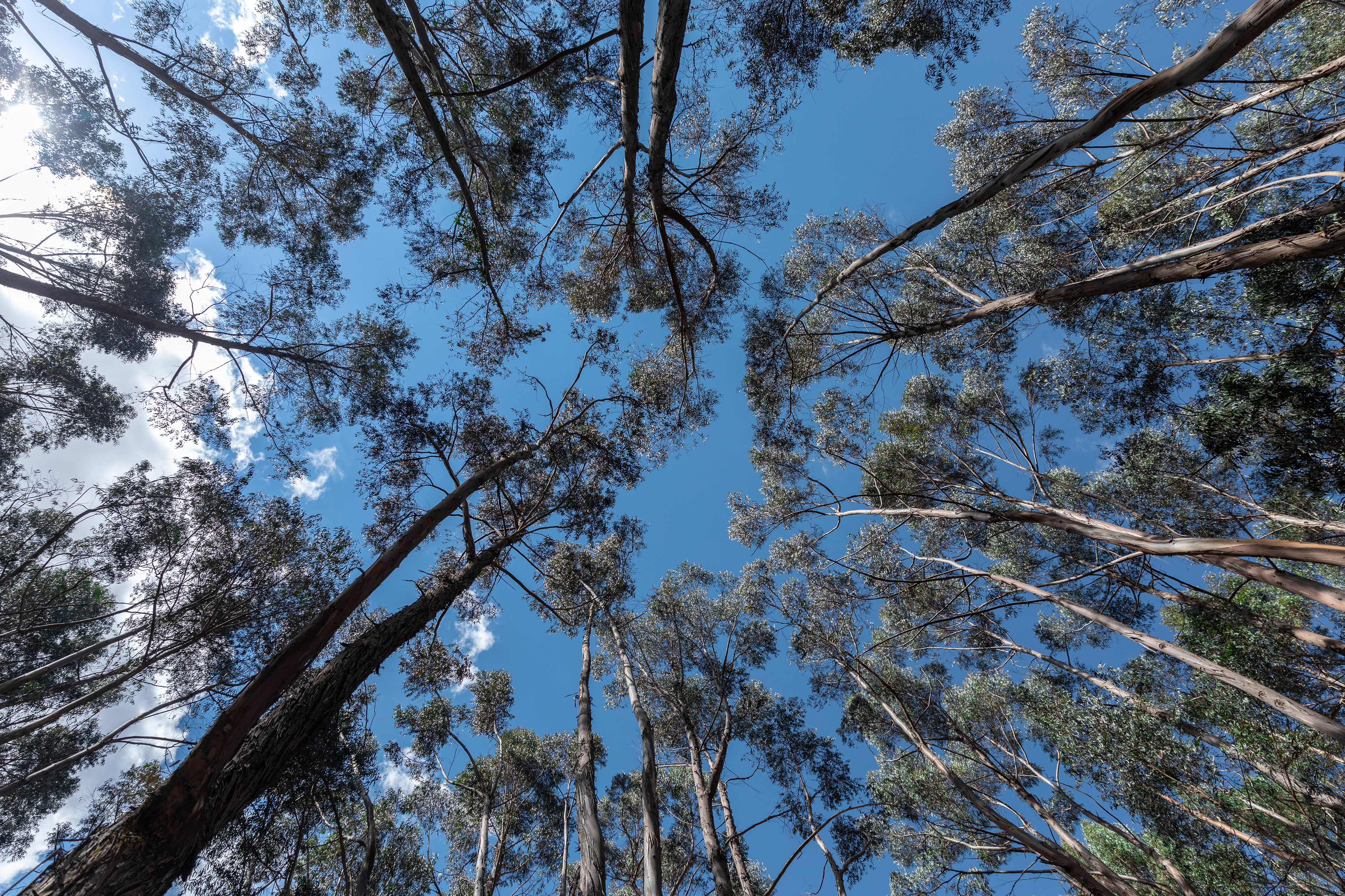 Qenqo, Eucalyptus Forest in Cusco