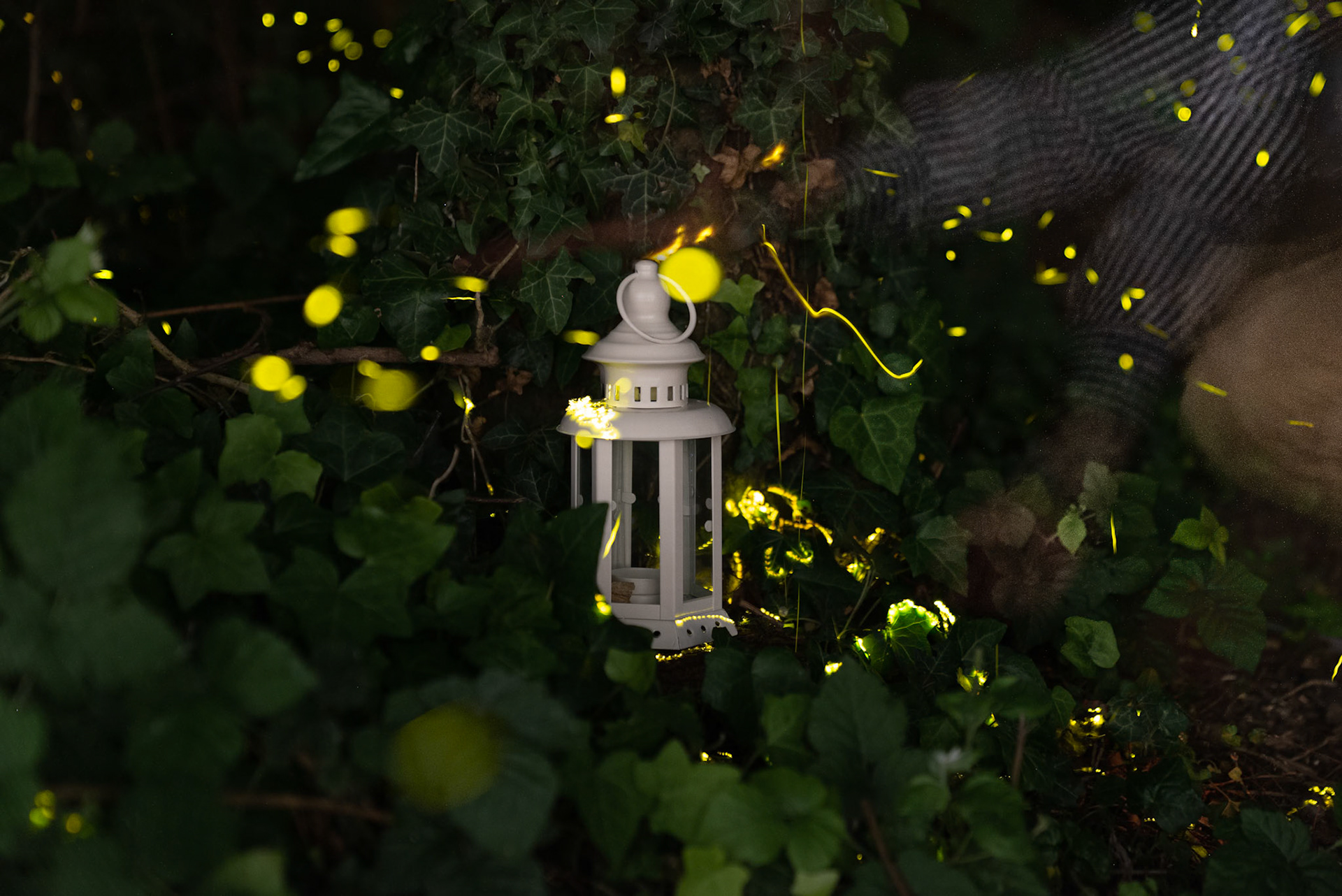 Fireflies