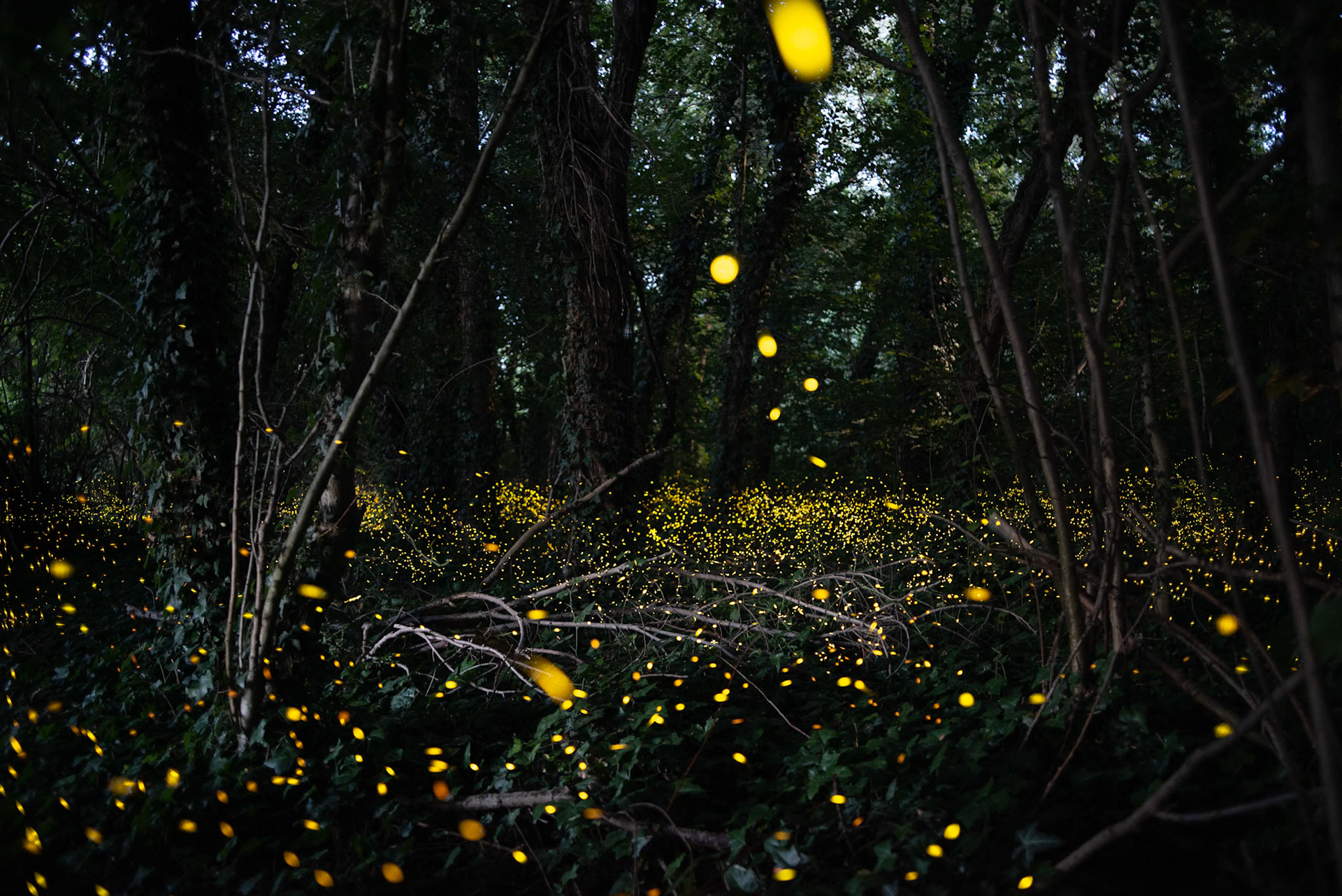 Fireflies