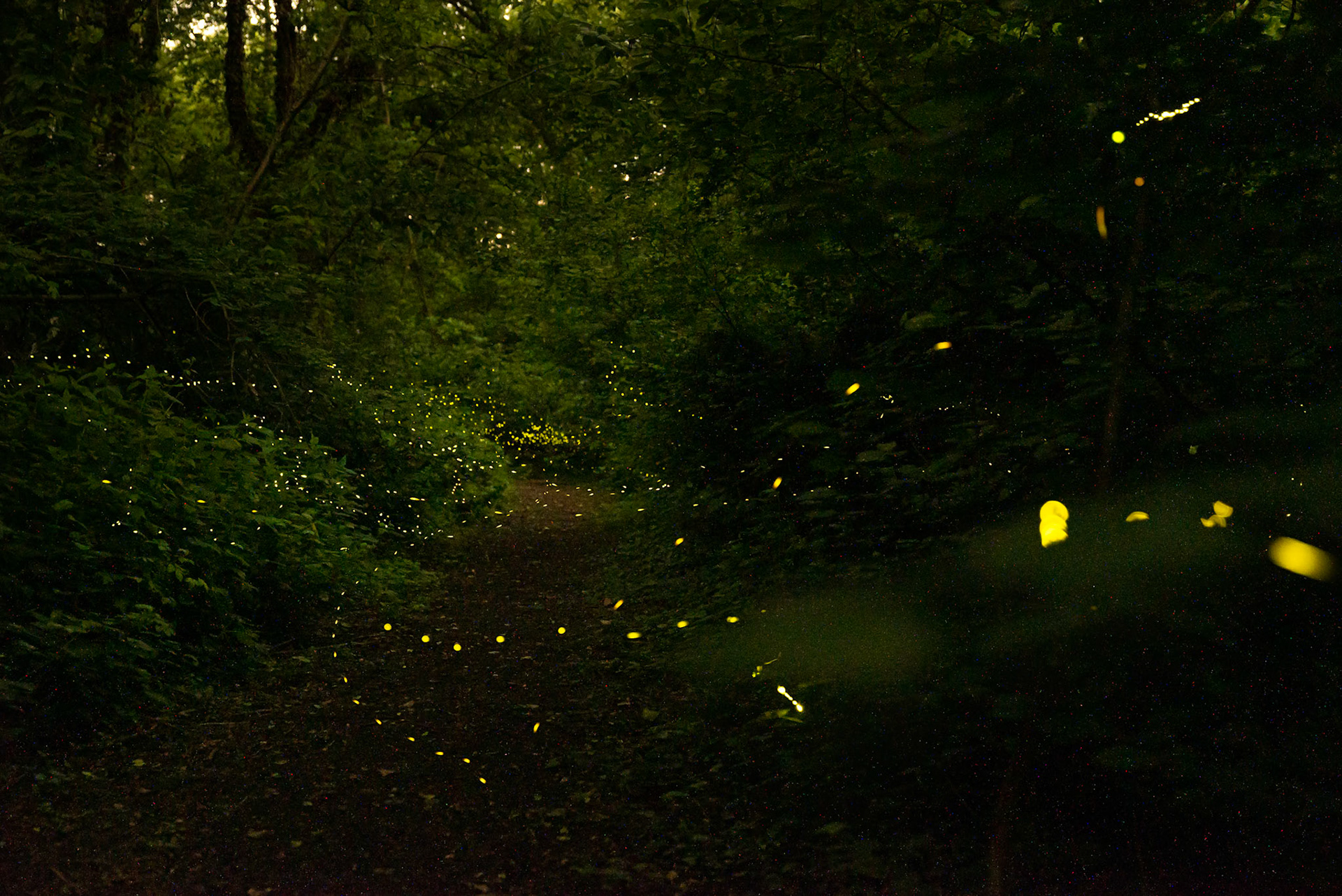 Fireflies