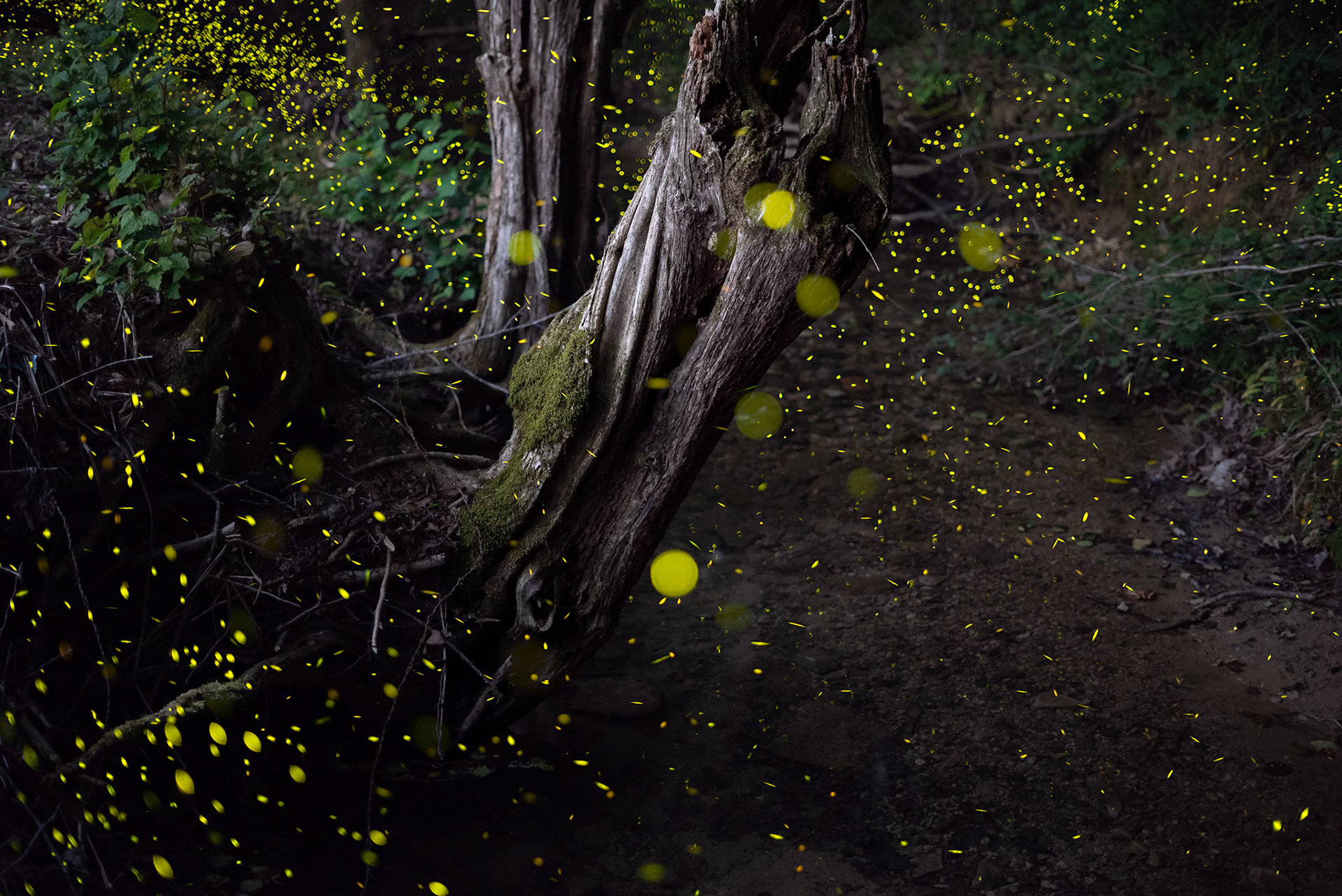 Fireflies