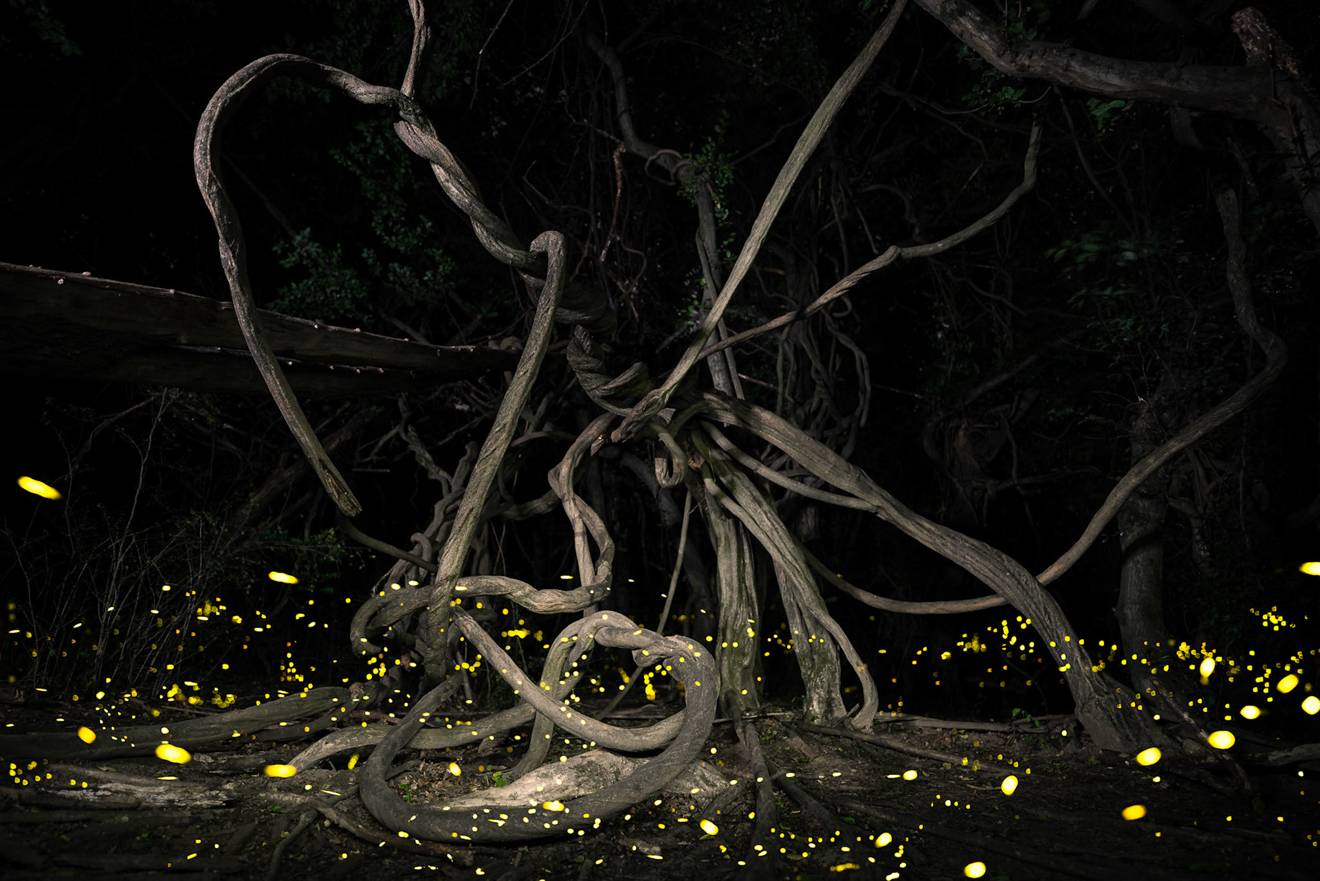 Fireflies