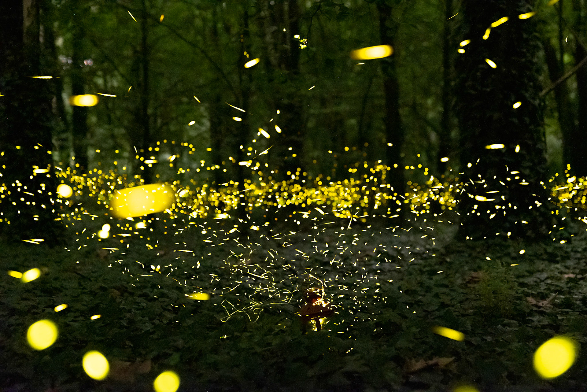 Fireflies