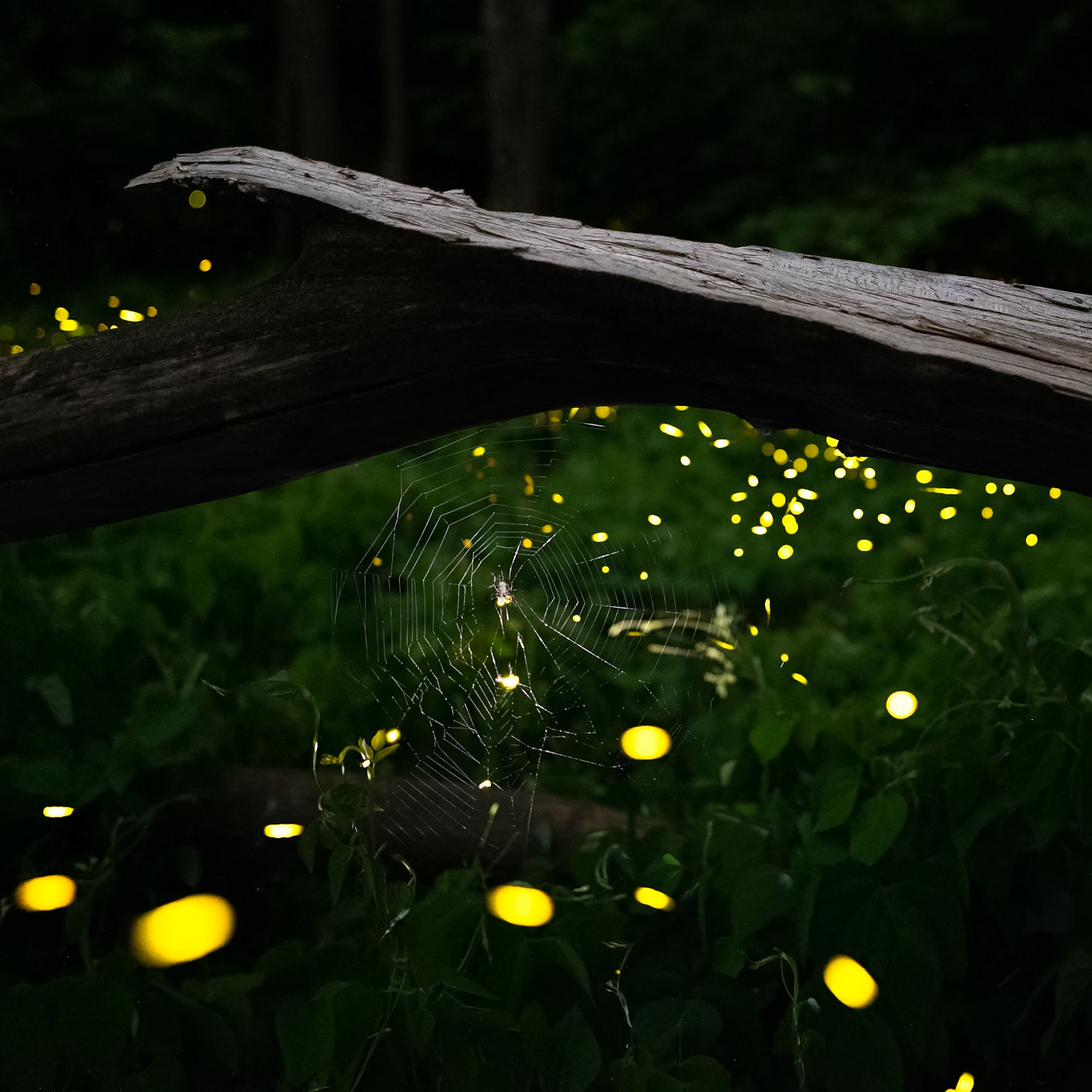 Fireflies