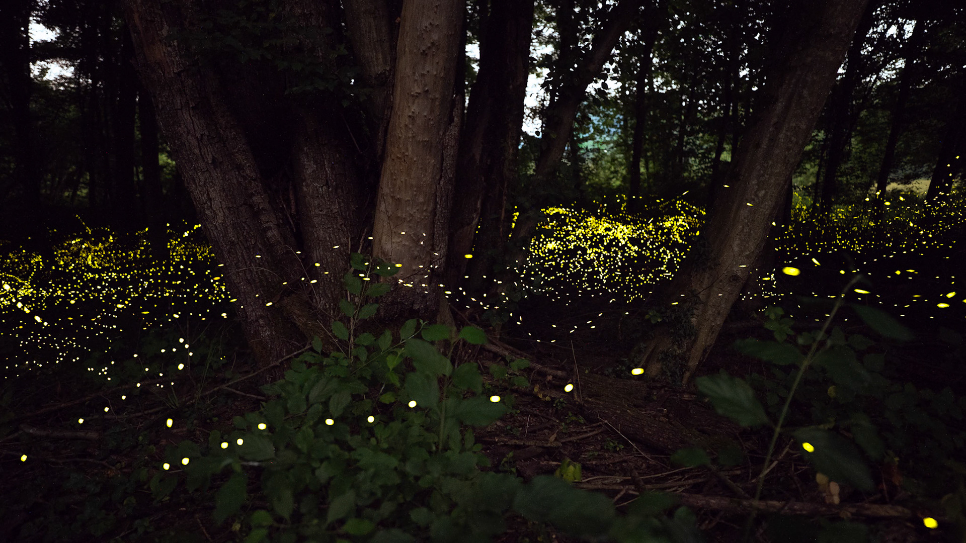 Fireflies