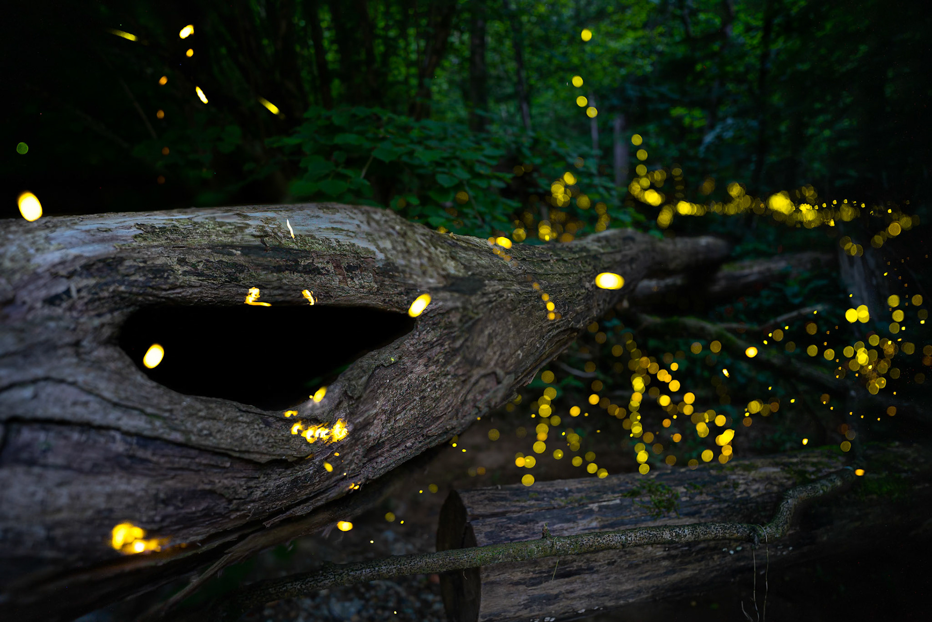 Fireflies