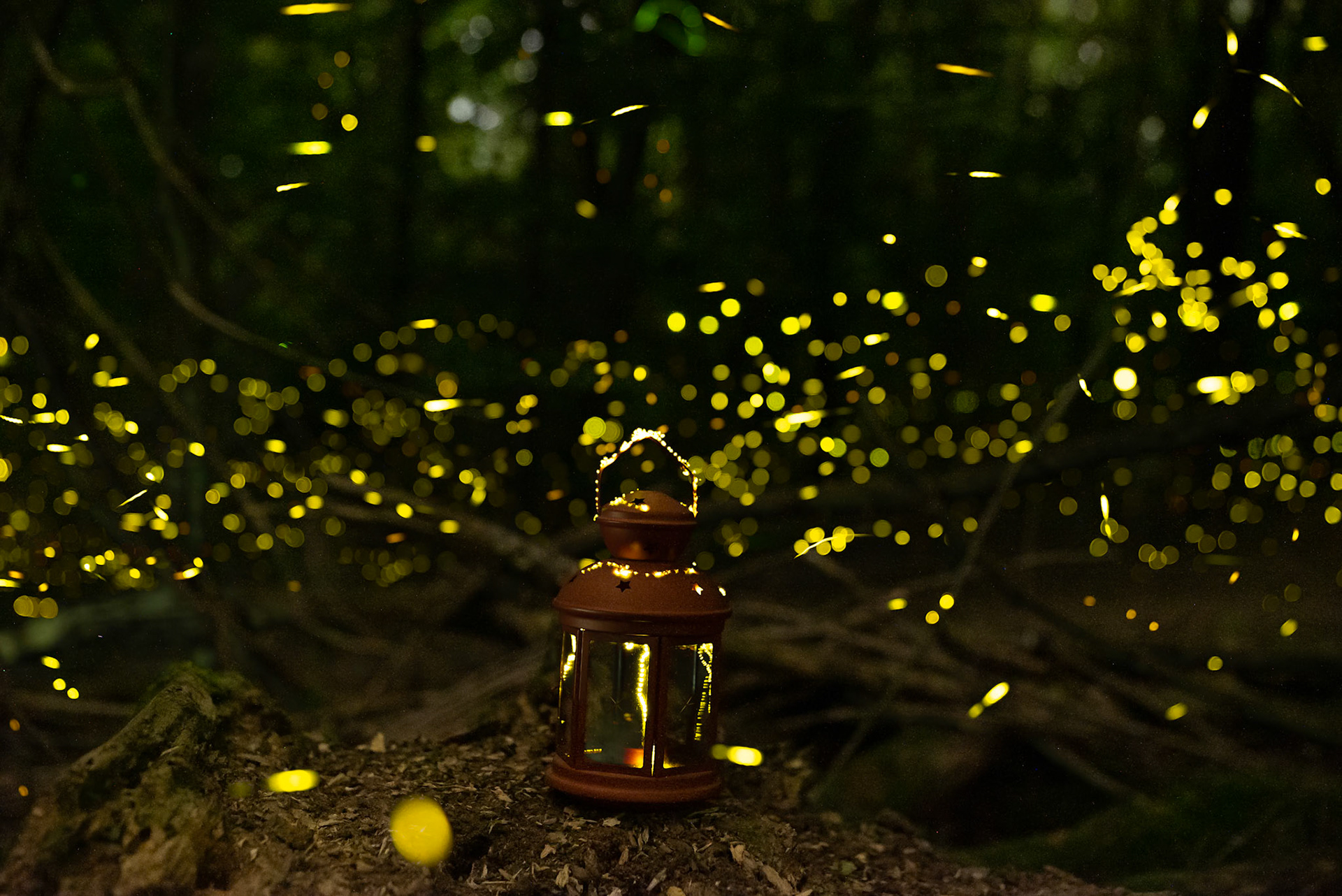 Fireflies