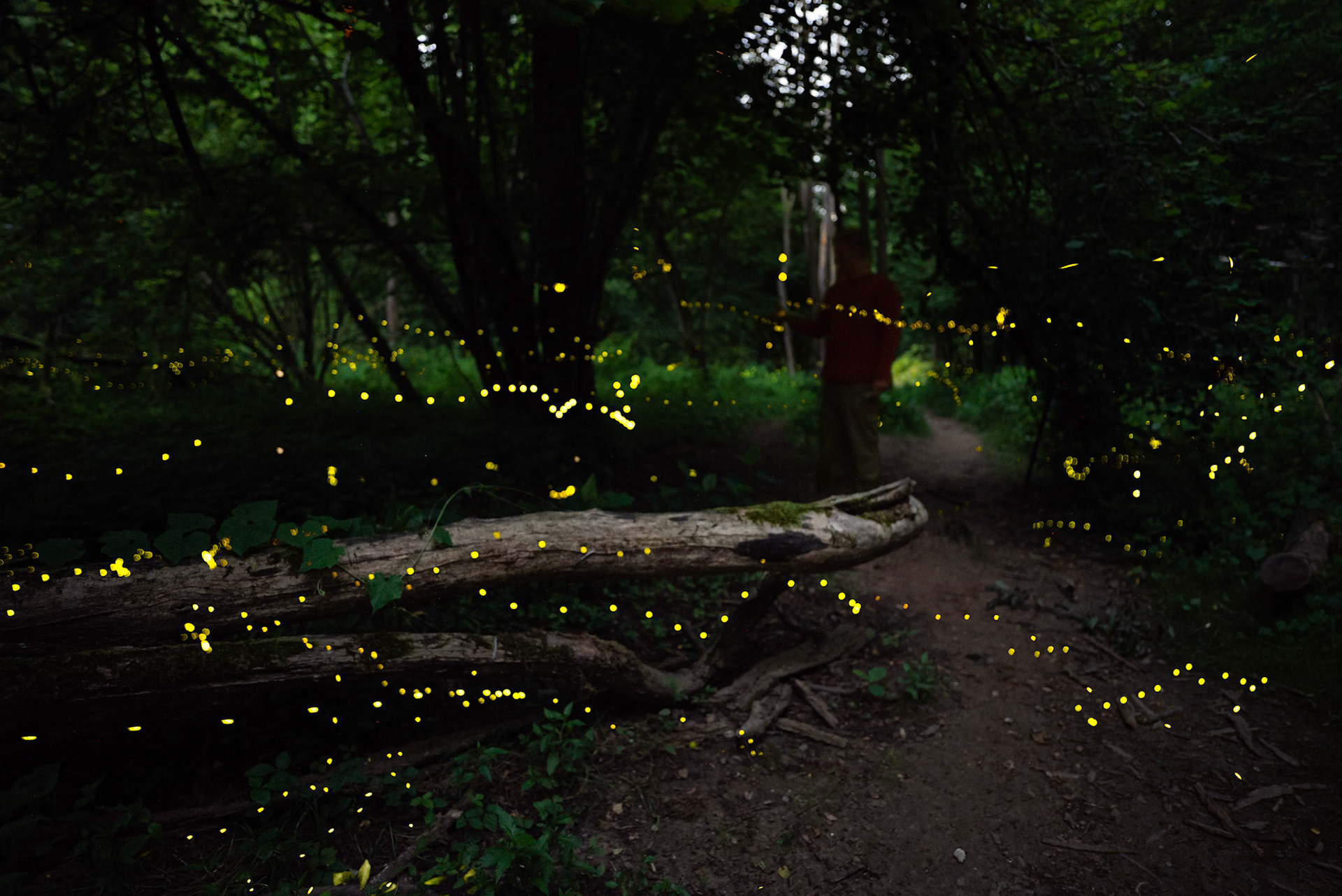 Fireflies