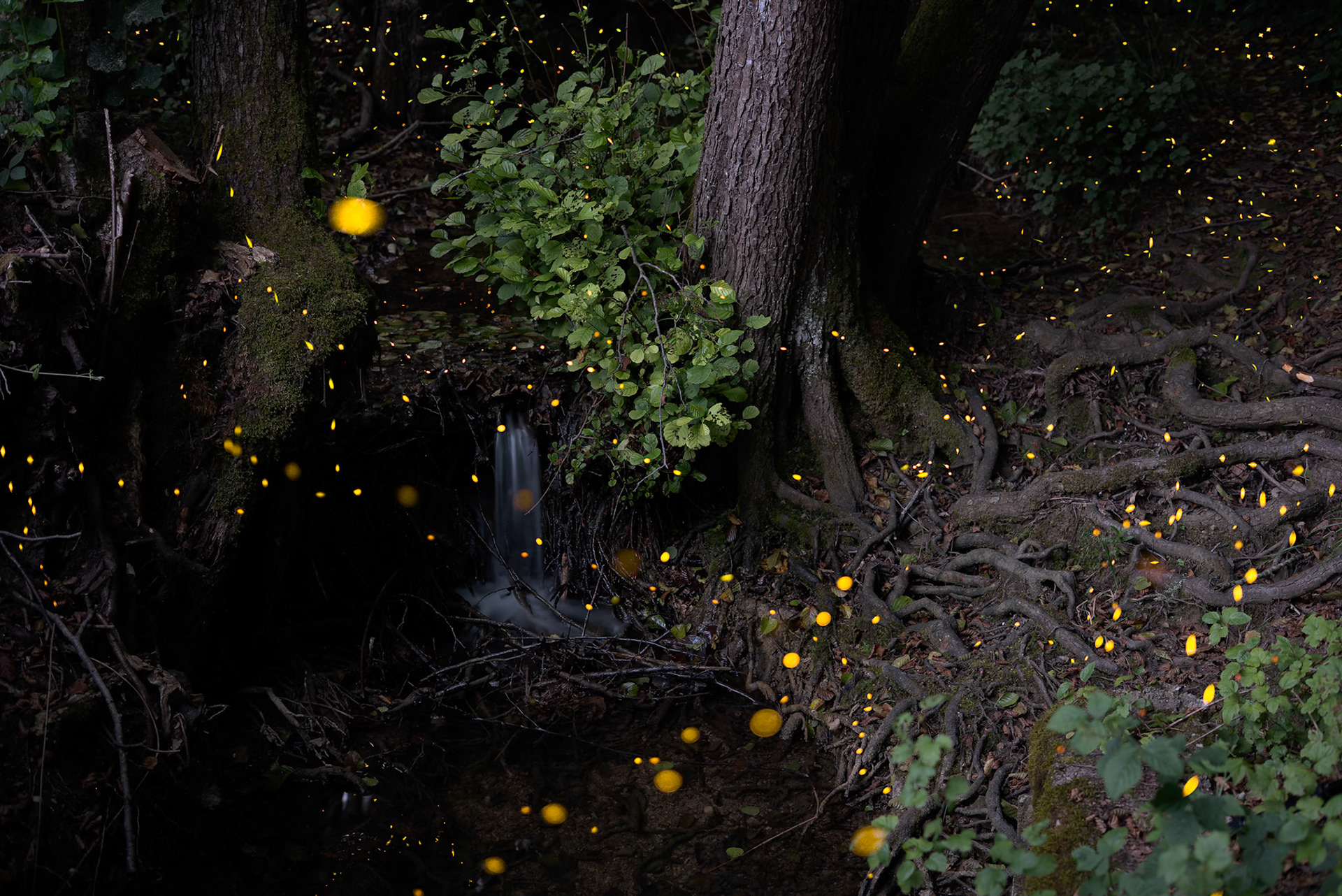 Fireflies