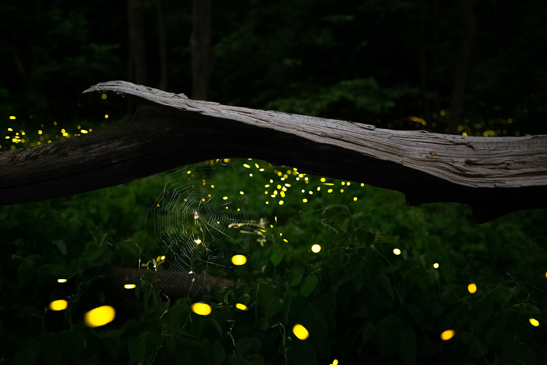 Fireflies