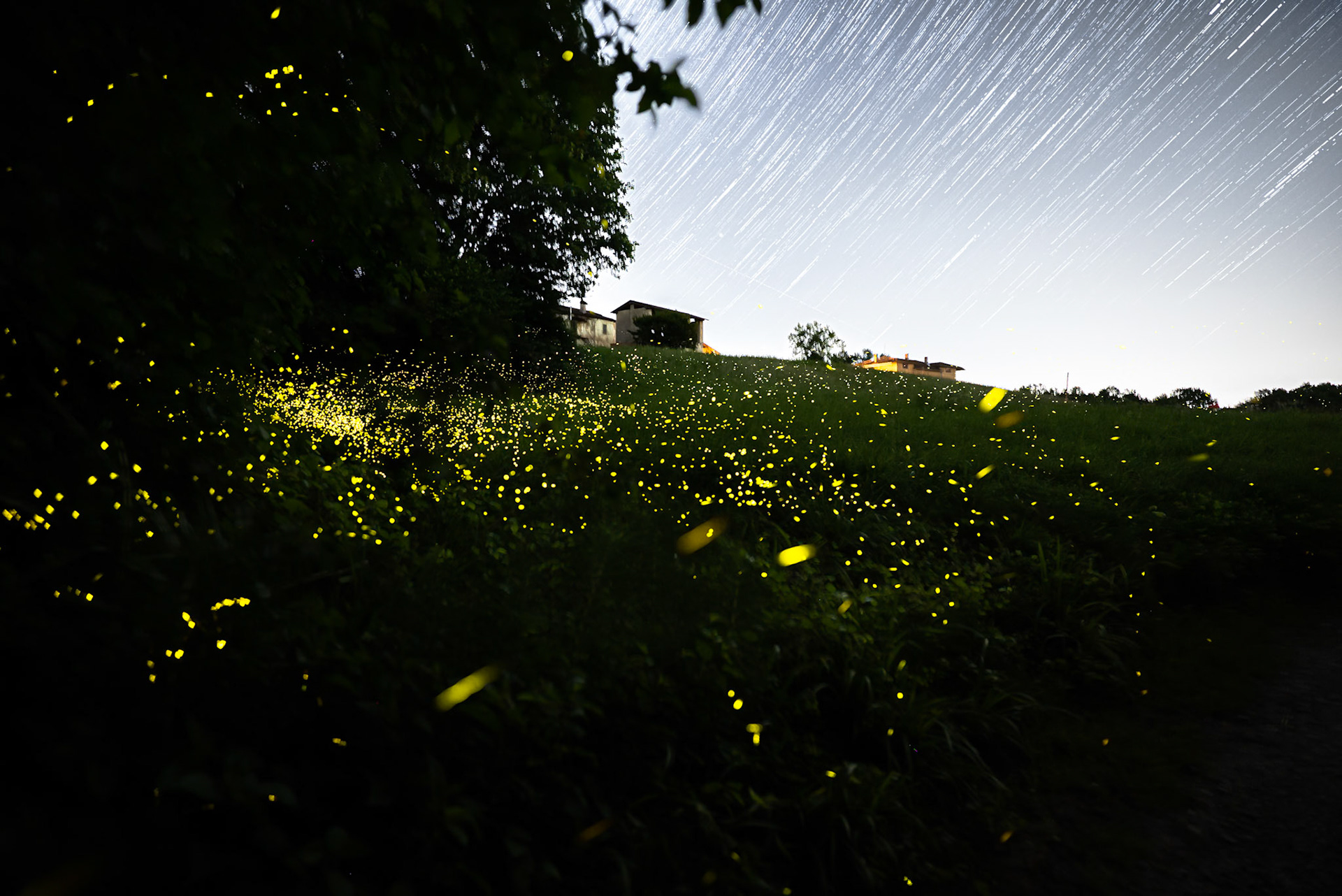 Fireflies