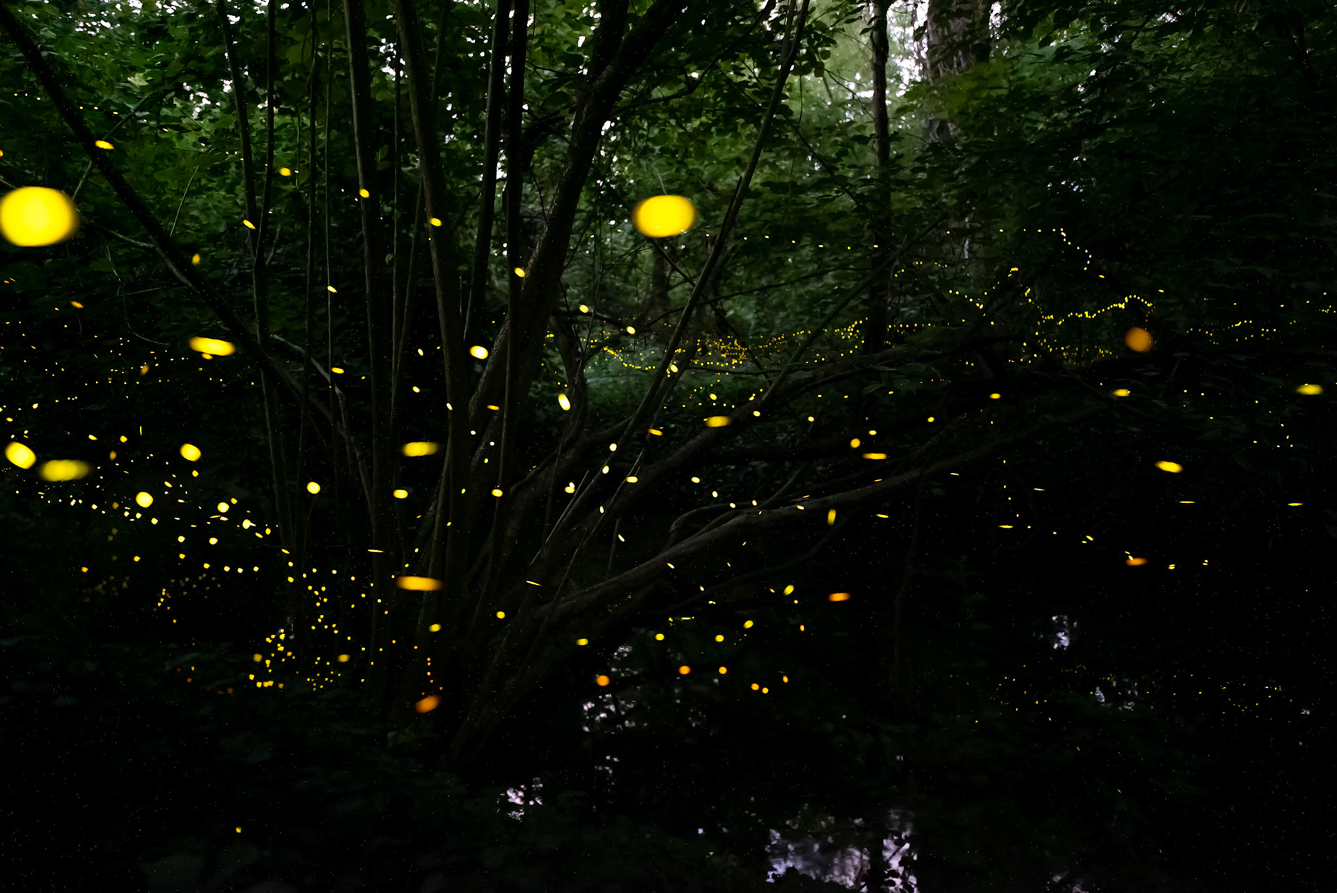 Fireflies