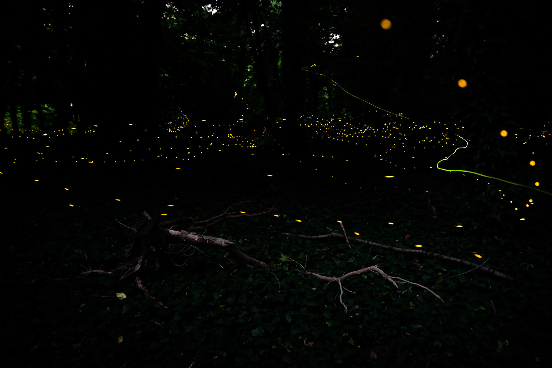 Fireflies