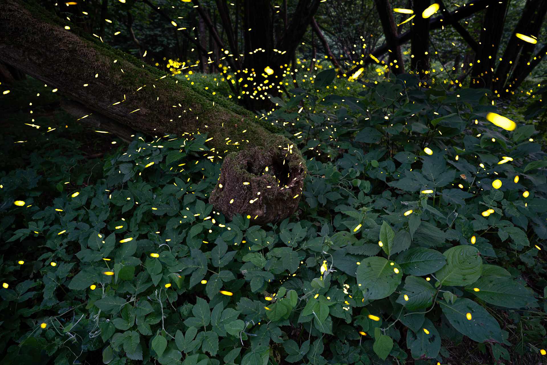 Fireflies