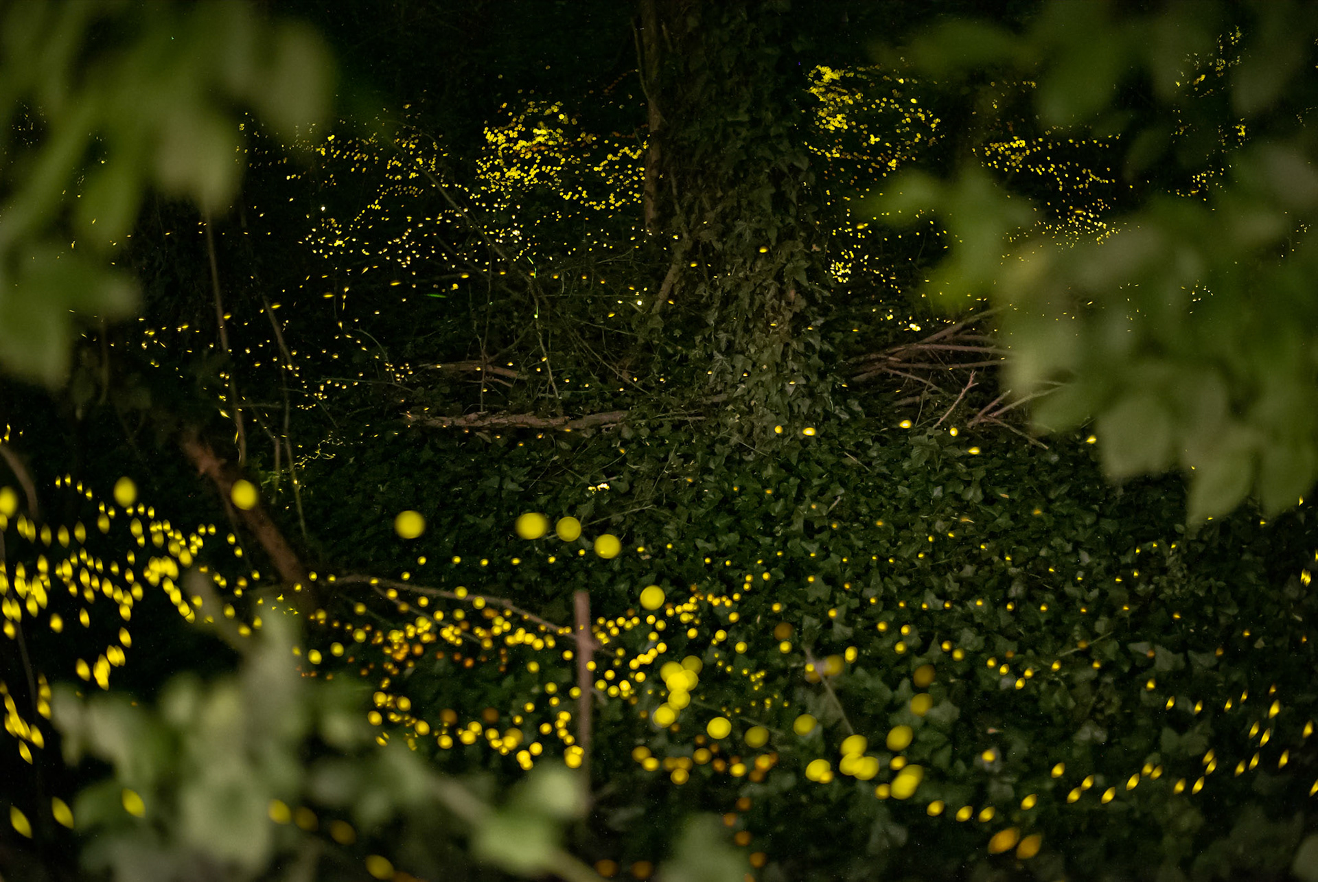 Fireflies