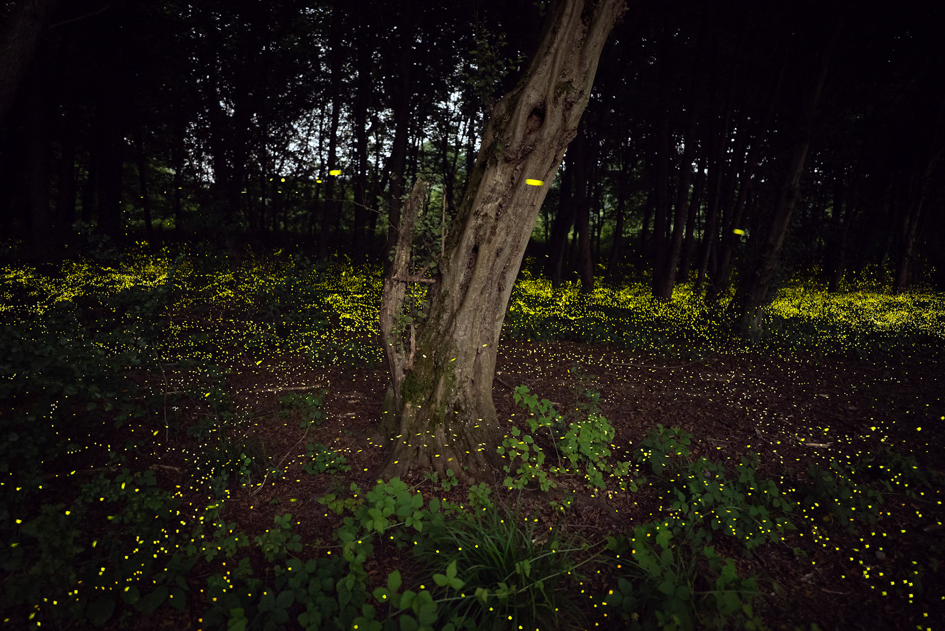 Fireflies