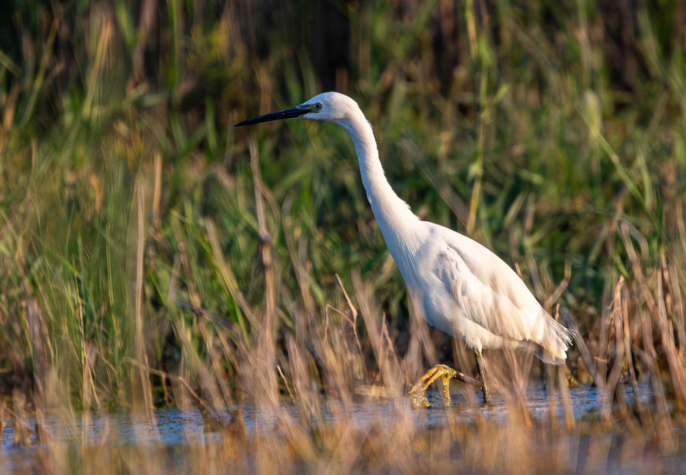 Aigrette garzette