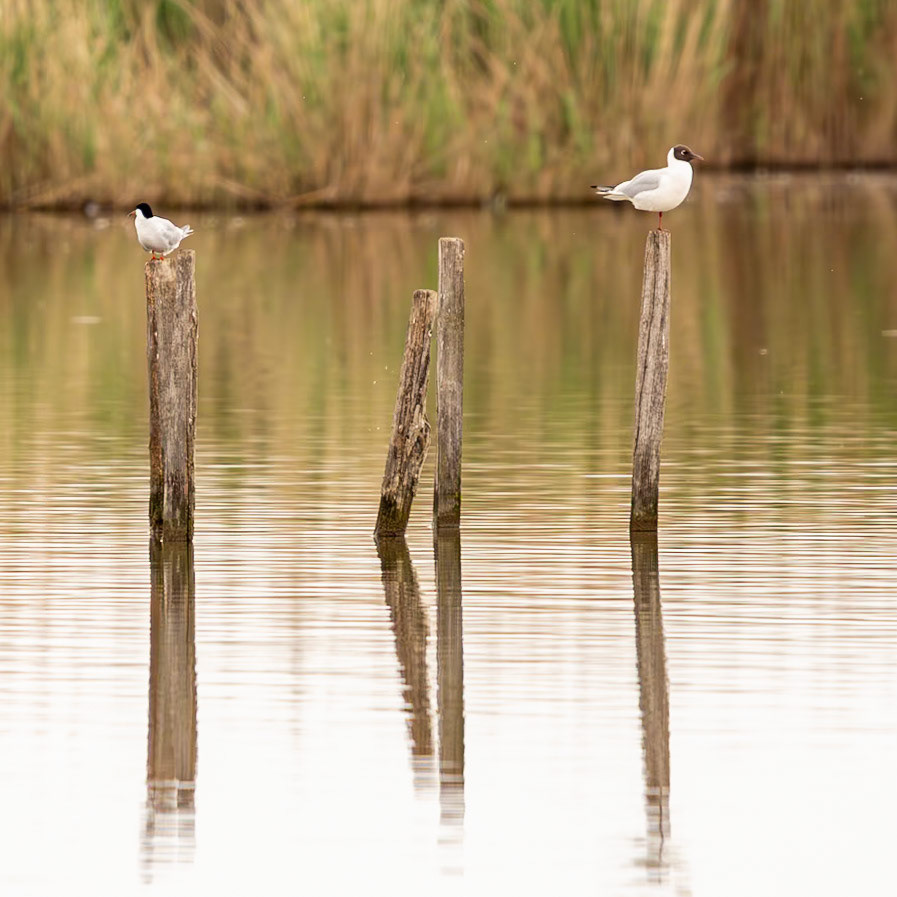 Mouette rieuse