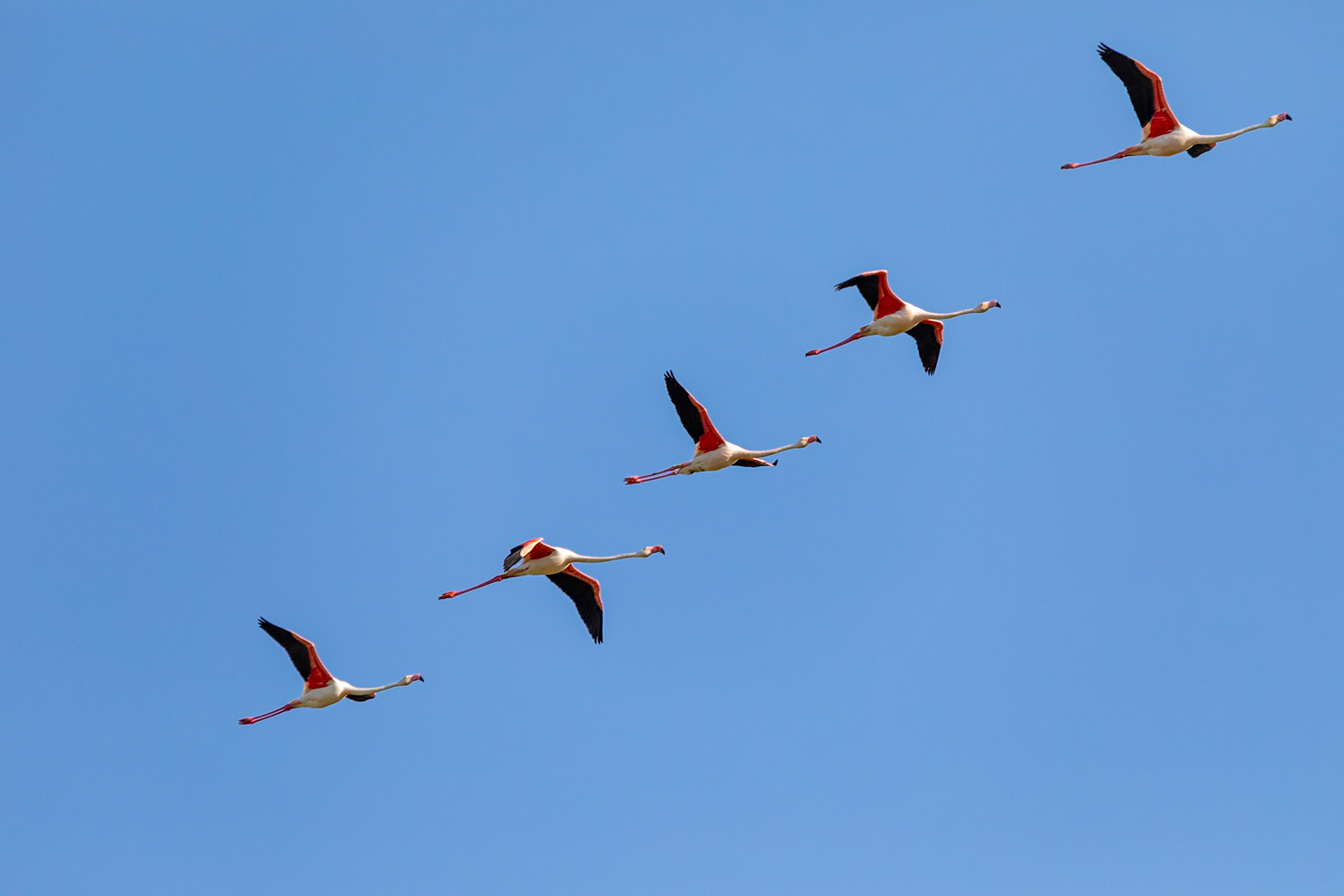 Flamands roses