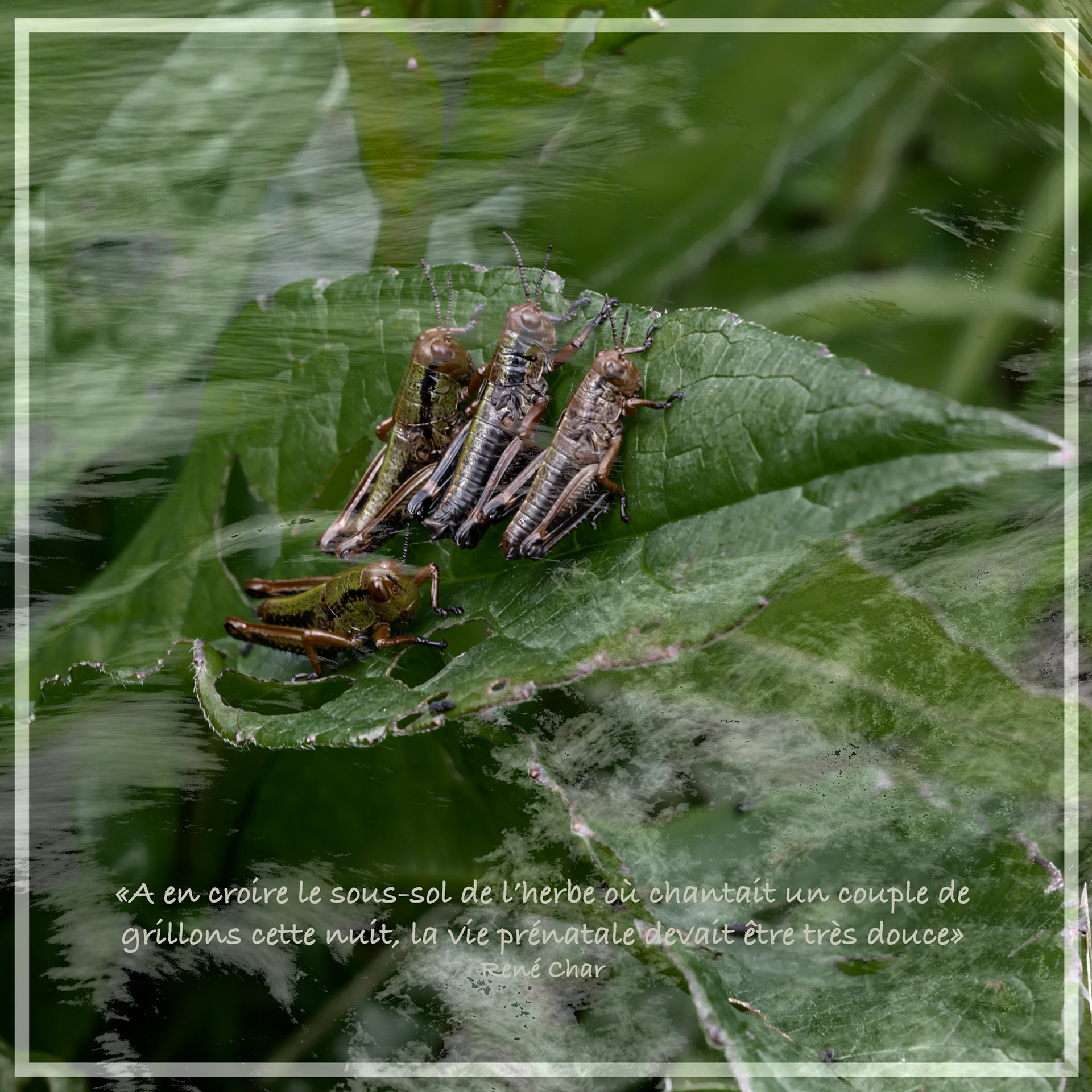 à en croire le sous-sol de l'herbe où chantait un couple de grillons cette nuit, la vie prénatale devait être très douce.