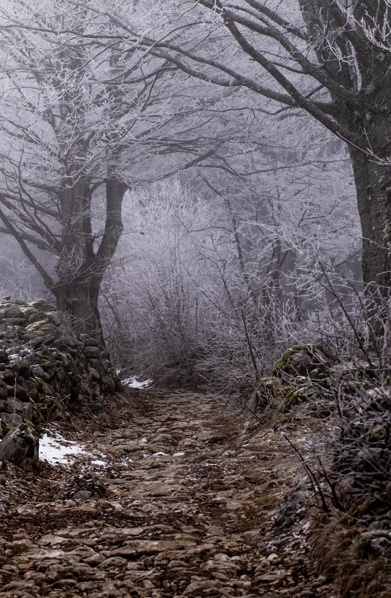 Chemin de Pierre, et le Loup?