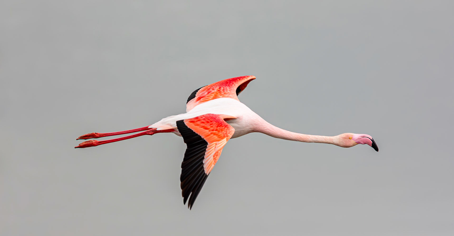 Flamand Rose
