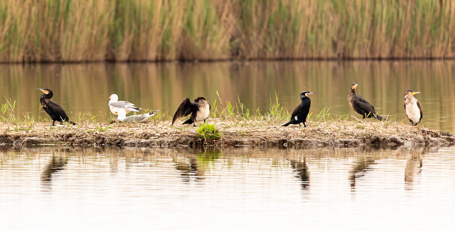 Oiseaux de Camargue