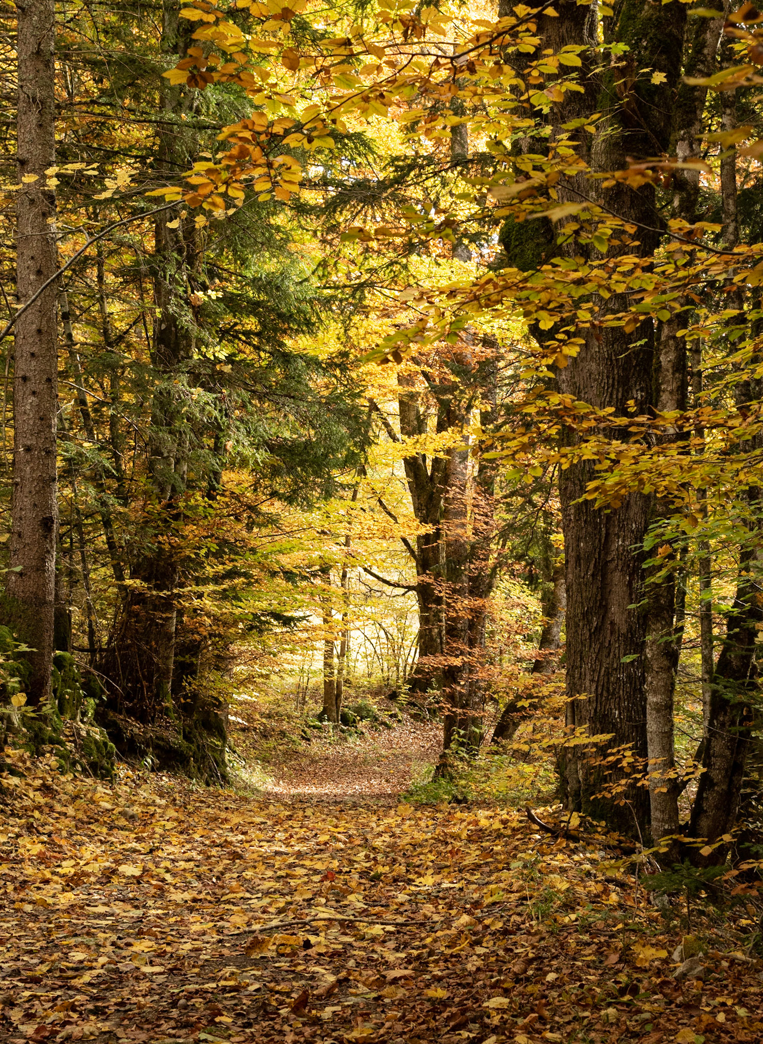 Automne