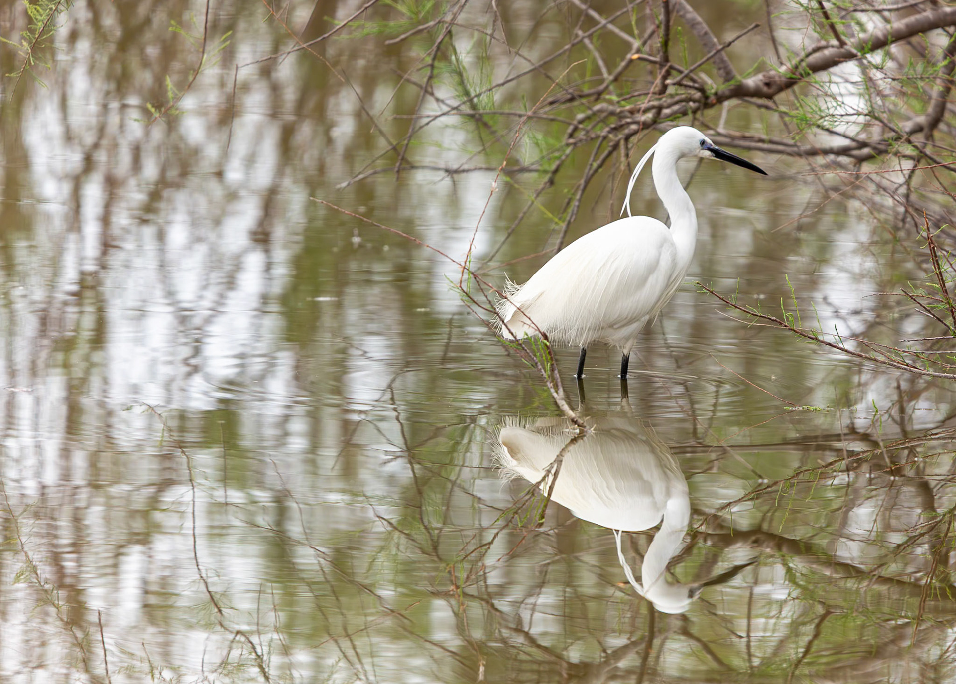 Aigrette garzette en plumage nuptial