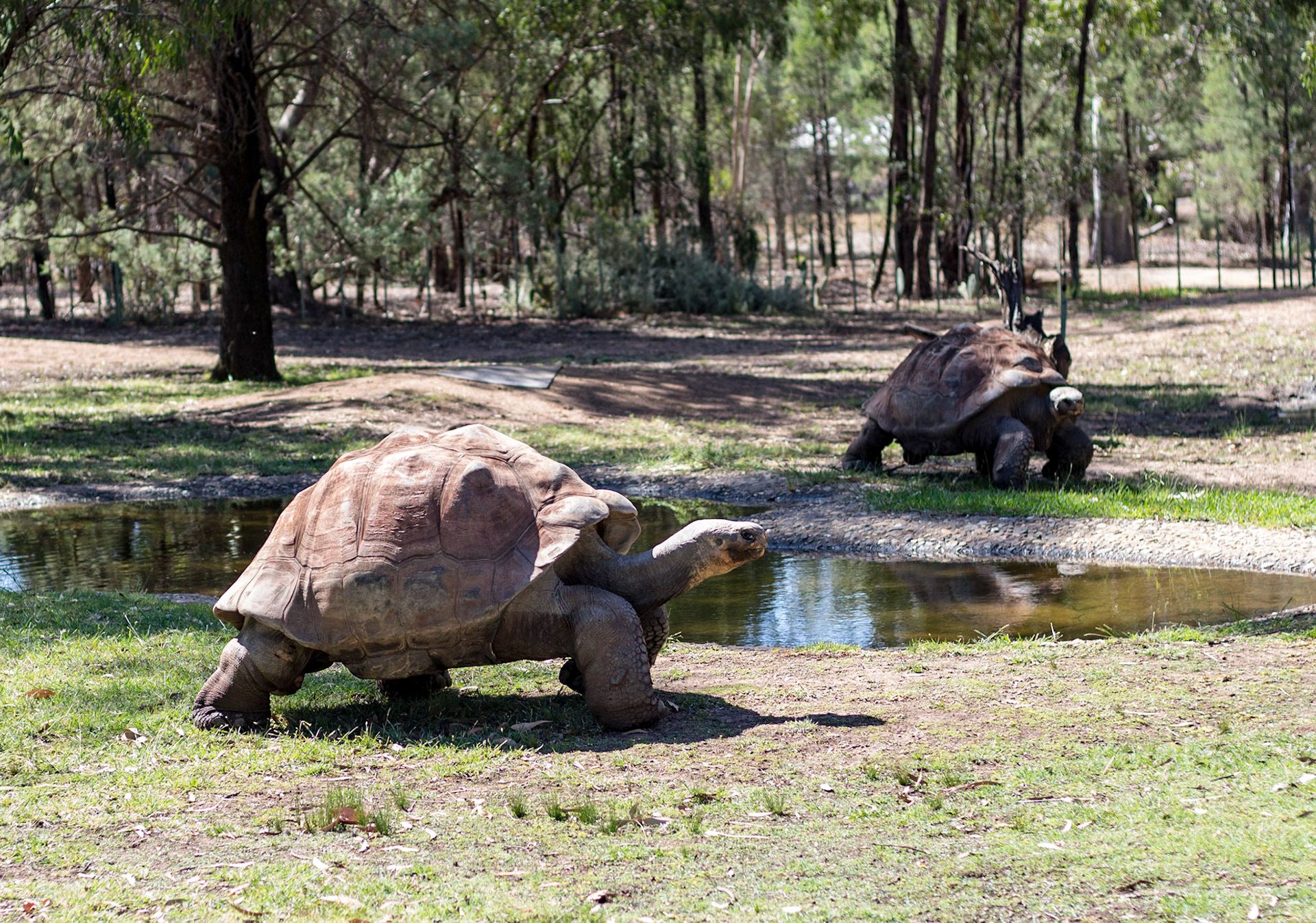 Giant Tortoise